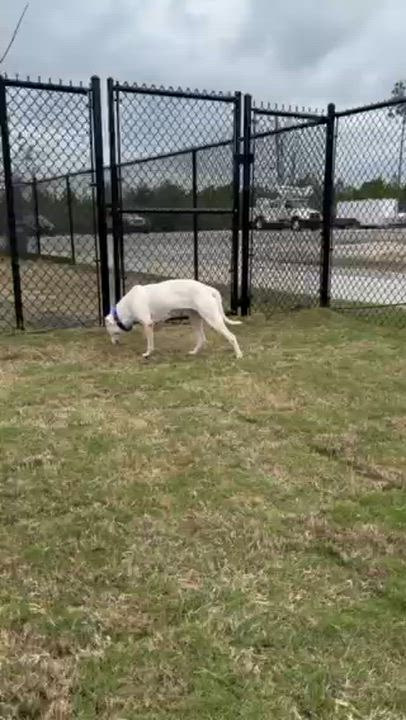 Enlarge CLOVER, a ADOPTABLE mixed breed in Lynn Haven, FL video 2/4
