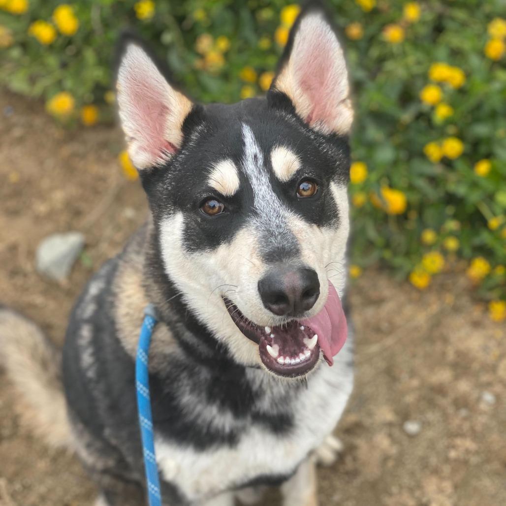 Maximus, Adoptable, Young Male Siberian Husky & Mixed Breed.