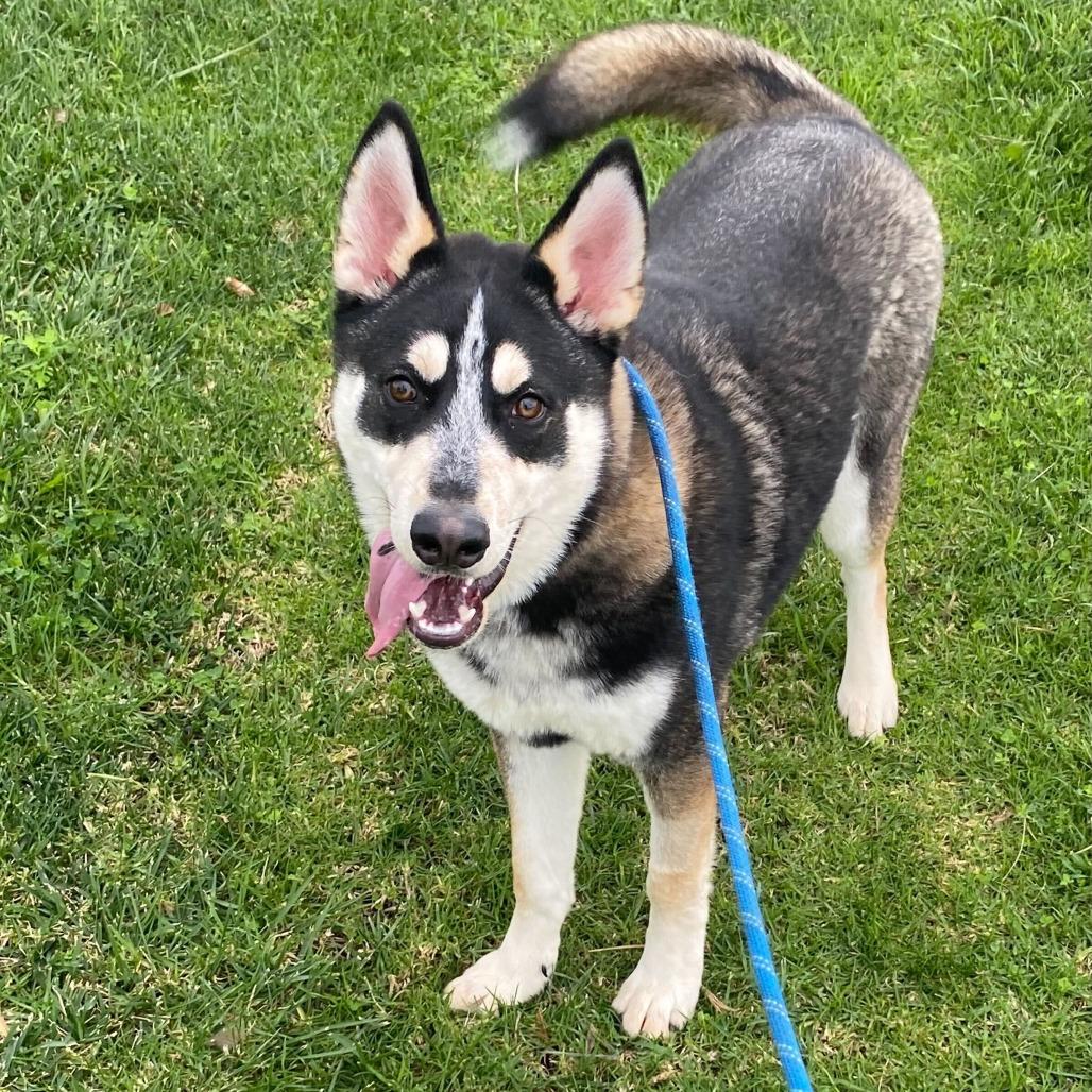 Enlarge Maximus, a Adoptable mixed breed in Riverside, CA image 2/6