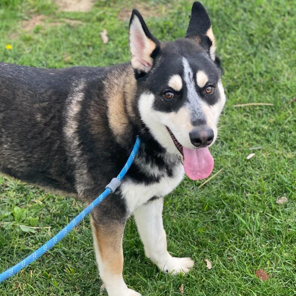 Enlarge Maximus, a Adoptable mixed breed in Riverside, CA image 4/6
