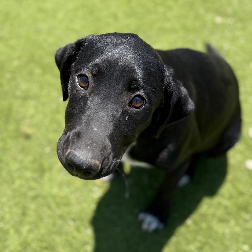 Peso, Adoptable, Young Female Mixed Breed.