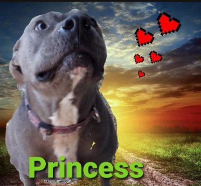 Princess, a Adoptable American Bully in Mexia, TX image 1/12