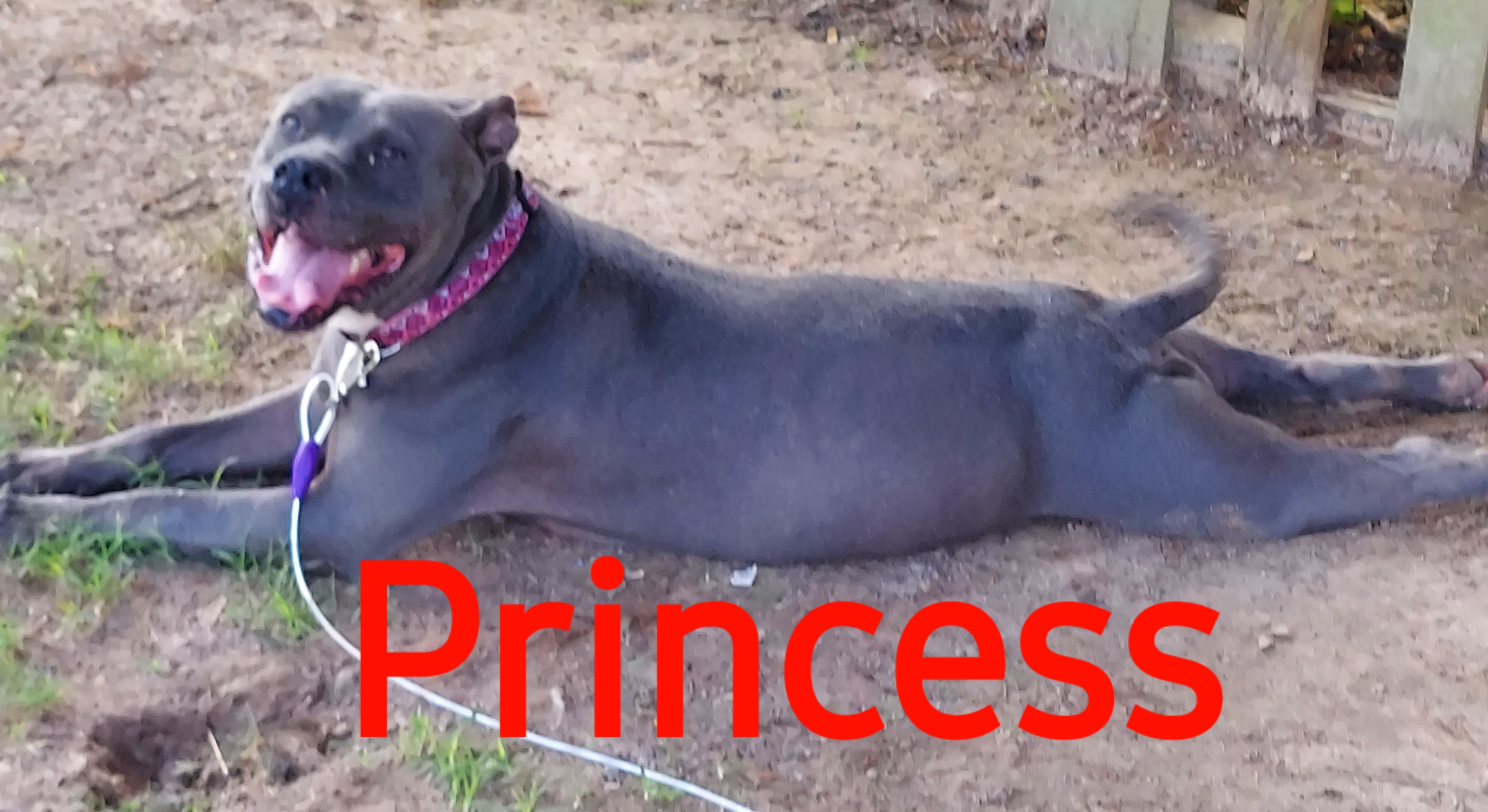 Princess, a Adoptable American Bully in Mexia, TX image 2/12