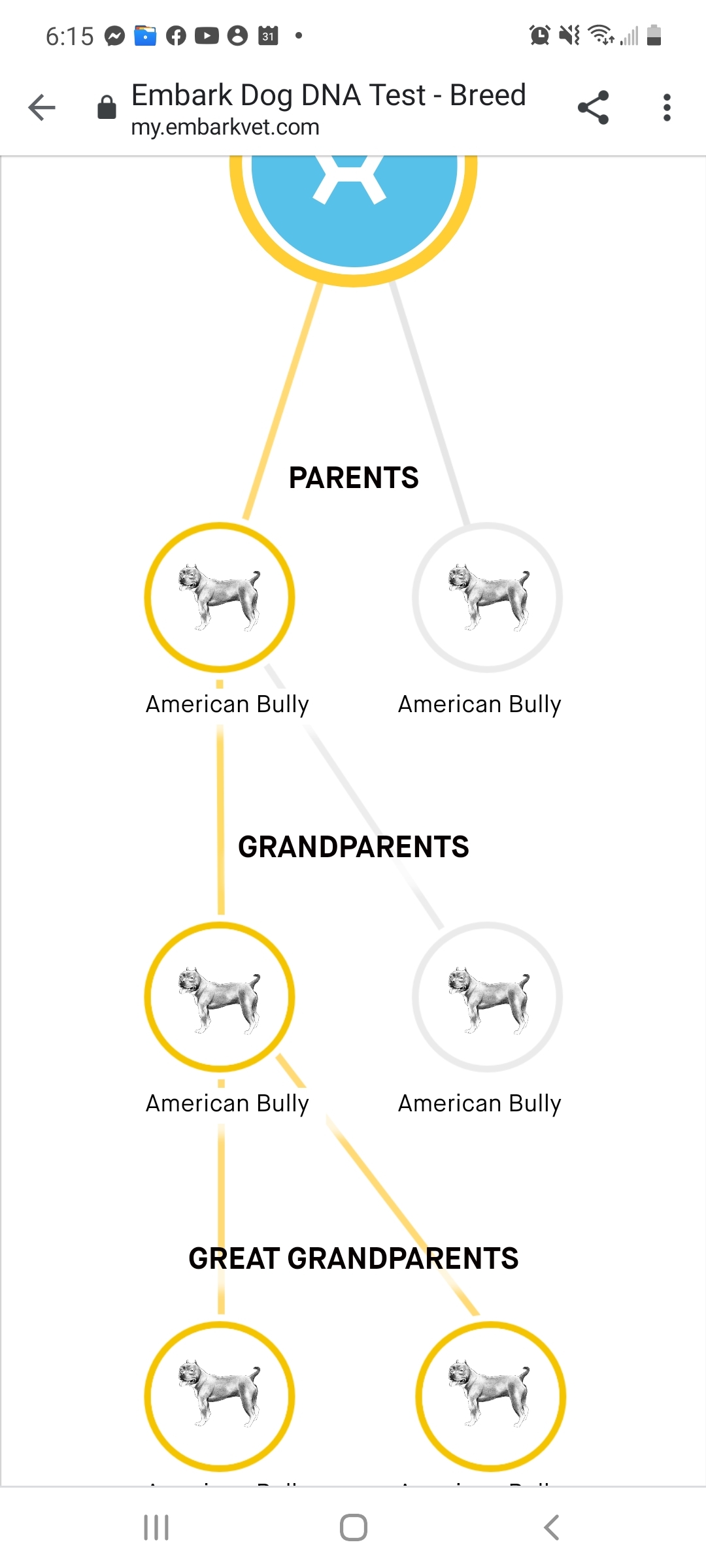 Princess, a Adoptable American Bully in Mexia, TX image 3/12