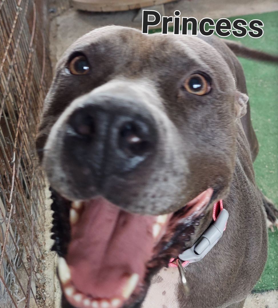Princess, a Adoptable American Bully in Mexia, TX image 4/12
