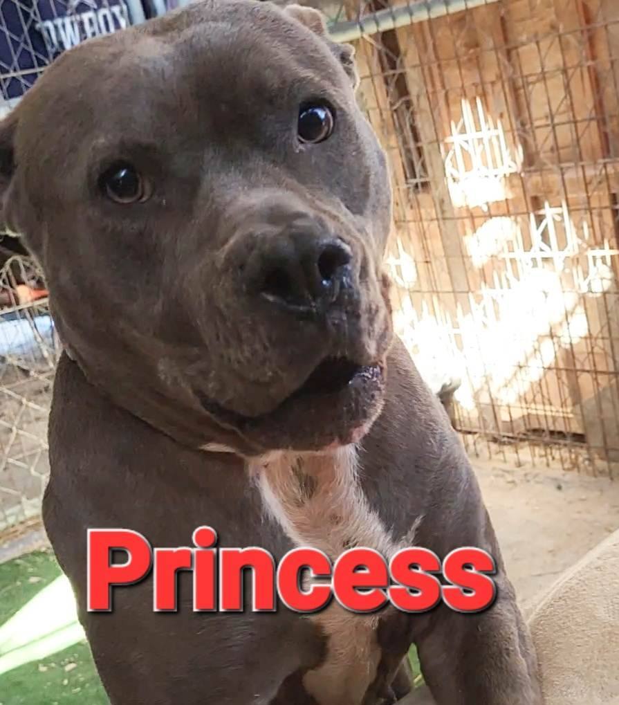 Princess, a Adoptable American Bully in Mexia, TX image 5/12