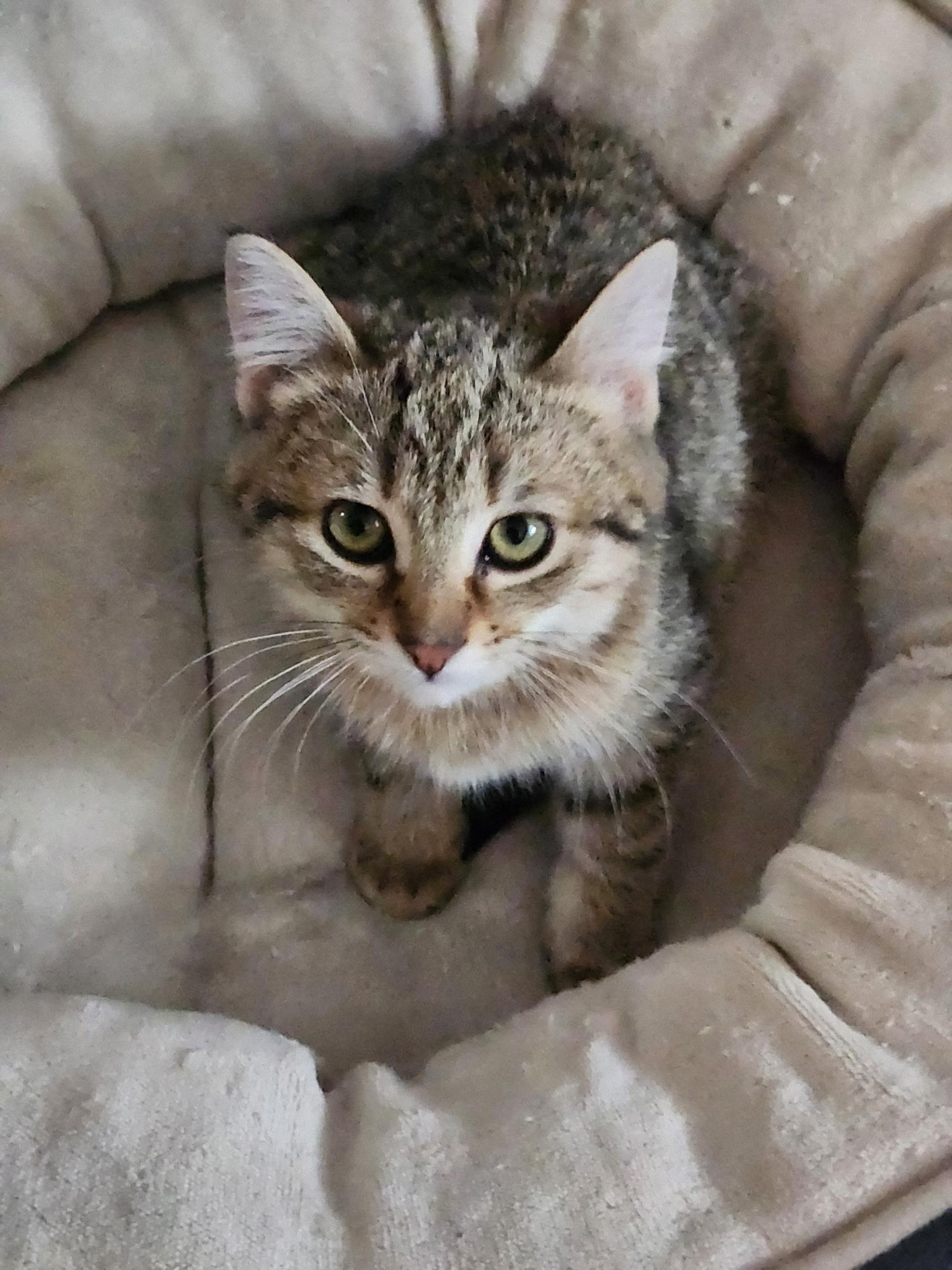 Samosa, Adoptable, Kitten Male Domestic Short Hair.