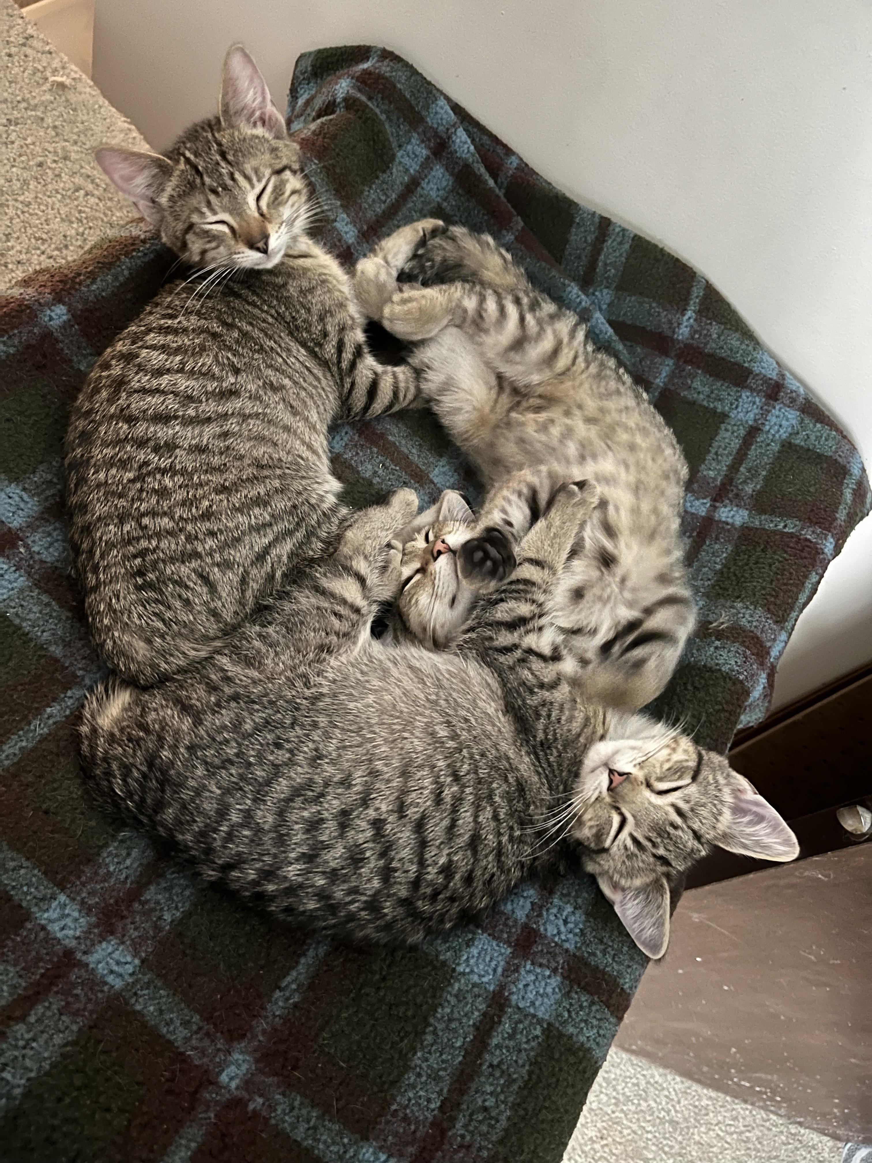 Enlarge Samosa, a Adoptable Domestic Short Hair in Apple Valley, MN image 3/5