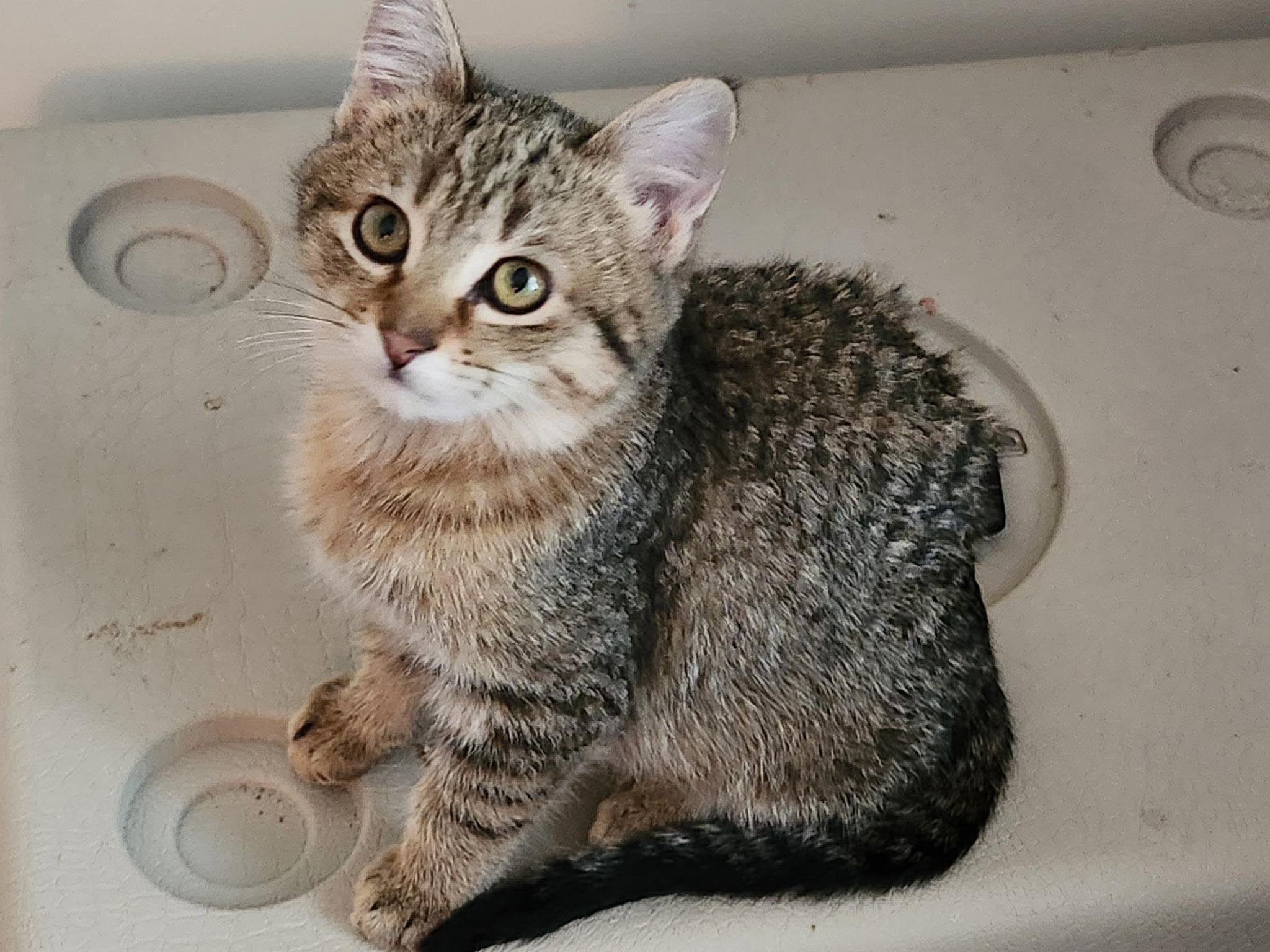 Enlarge Samosa, a Adoptable Domestic Short Hair in Apple Valley, MN image 2/5