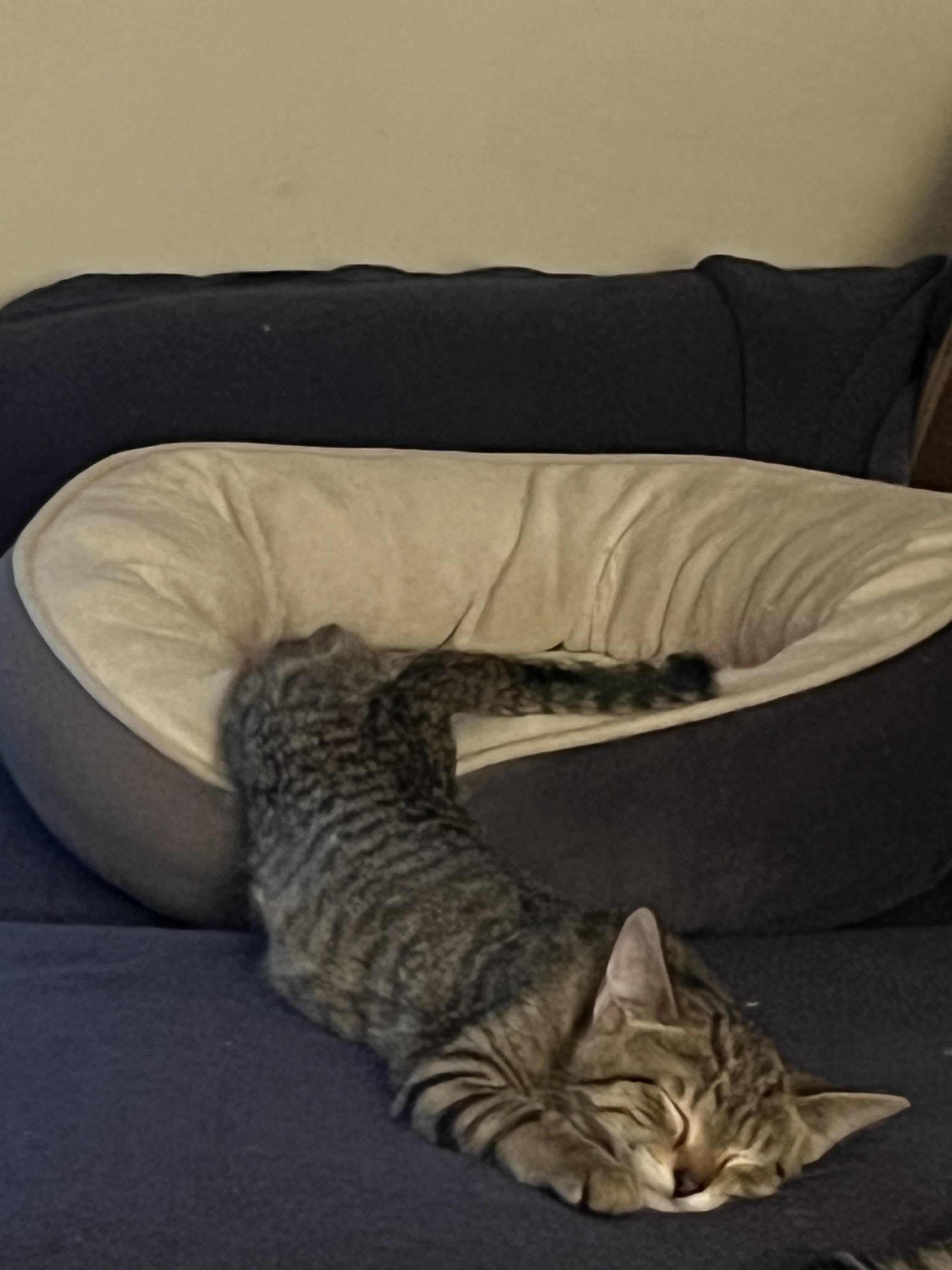 Enlarge Samosa, a Adoptable Domestic Short Hair in Apple Valley, MN image 4/5