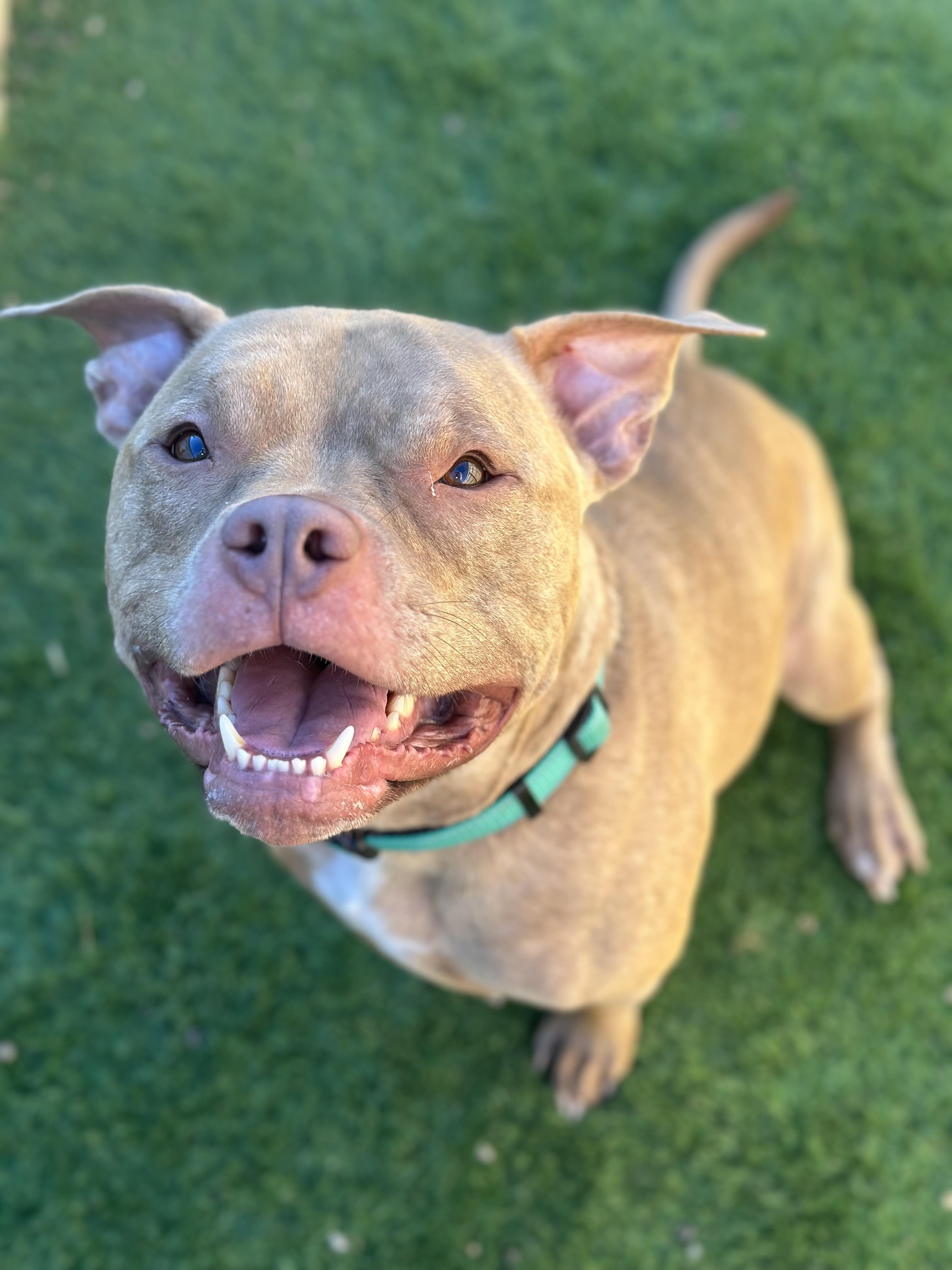 Moose, a Adoptable mixed breed in Columbus, OH image 1/5