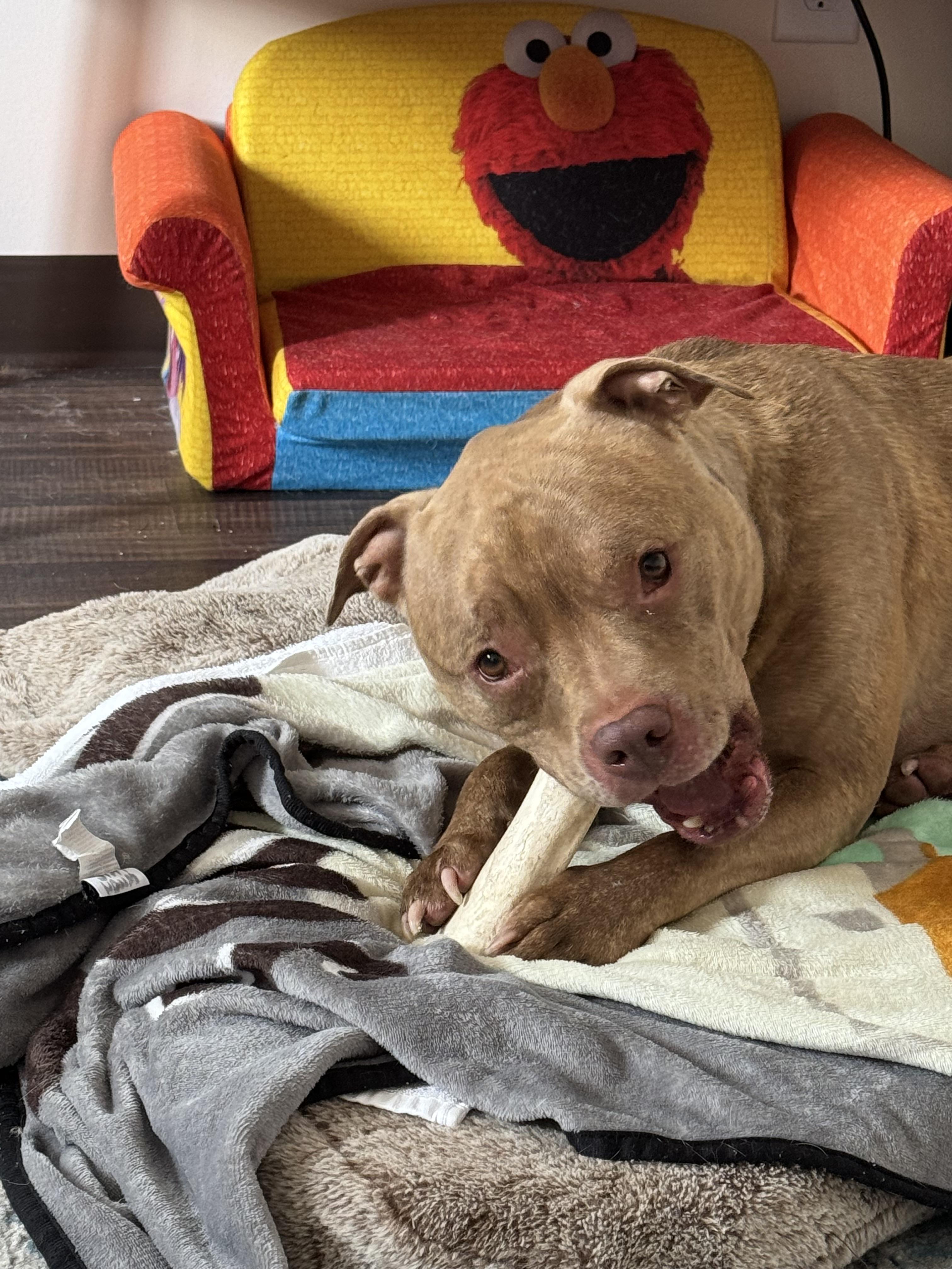 Moose, a Adoptable mixed breed in Columbus, OH image 5/5