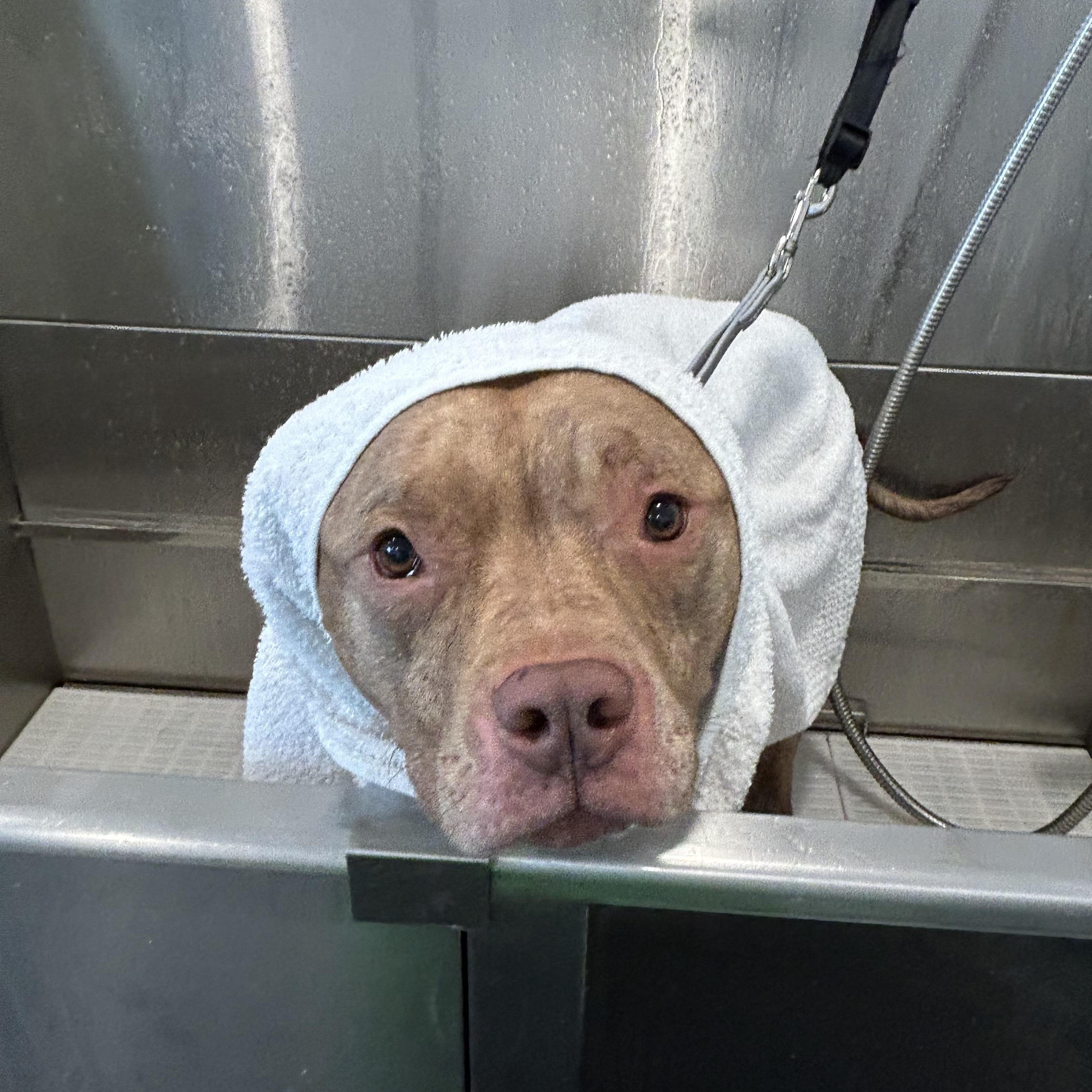 Moose, a Adoptable mixed breed in Columbus, OH image 3/5