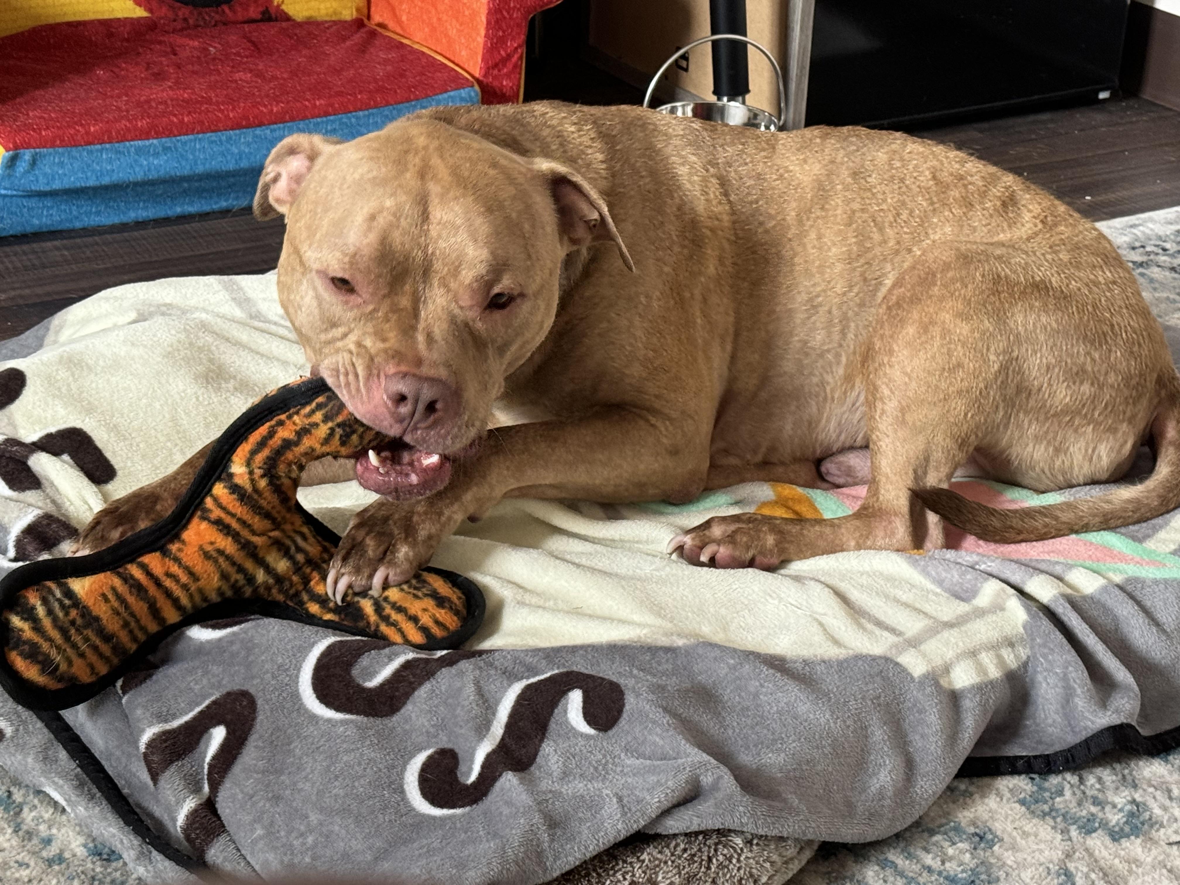 Moose, a Adoptable mixed breed in Columbus, OH image 2/5