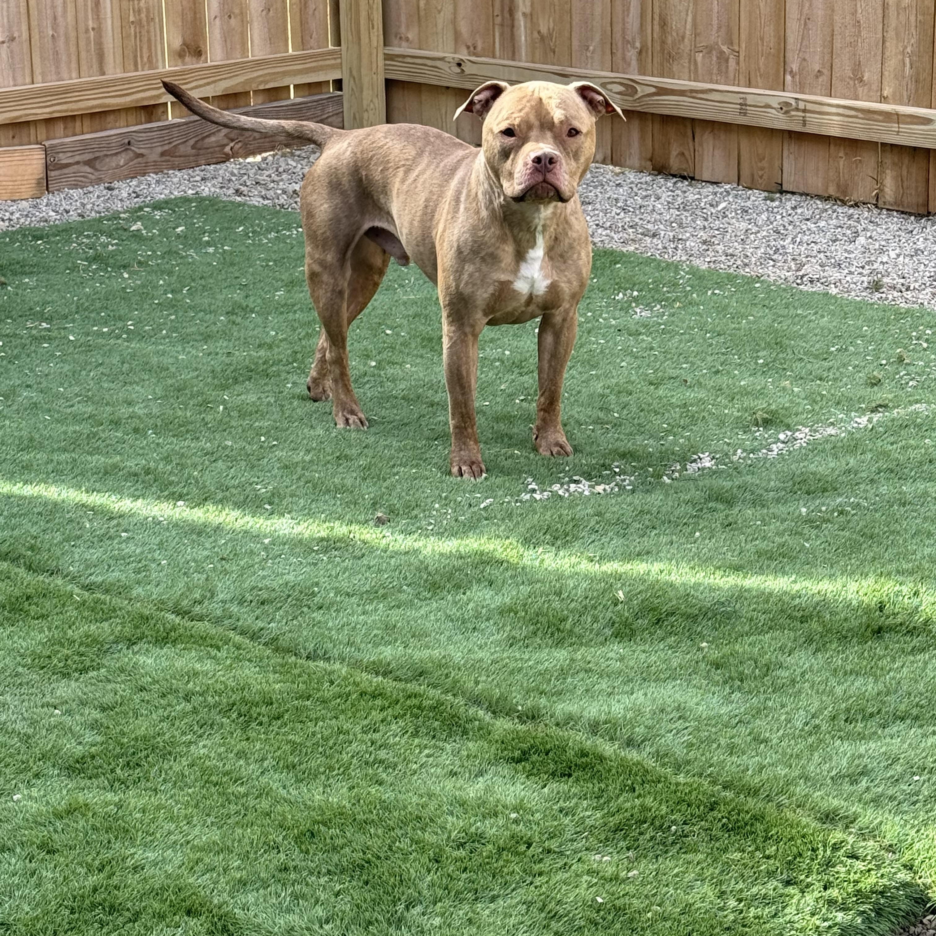 Moose, a Adoptable mixed breed in Columbus, OH image 4/5