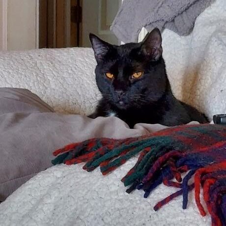 Aster and Dandelion, Adoptable, Adult Male Domestic Short Hair.