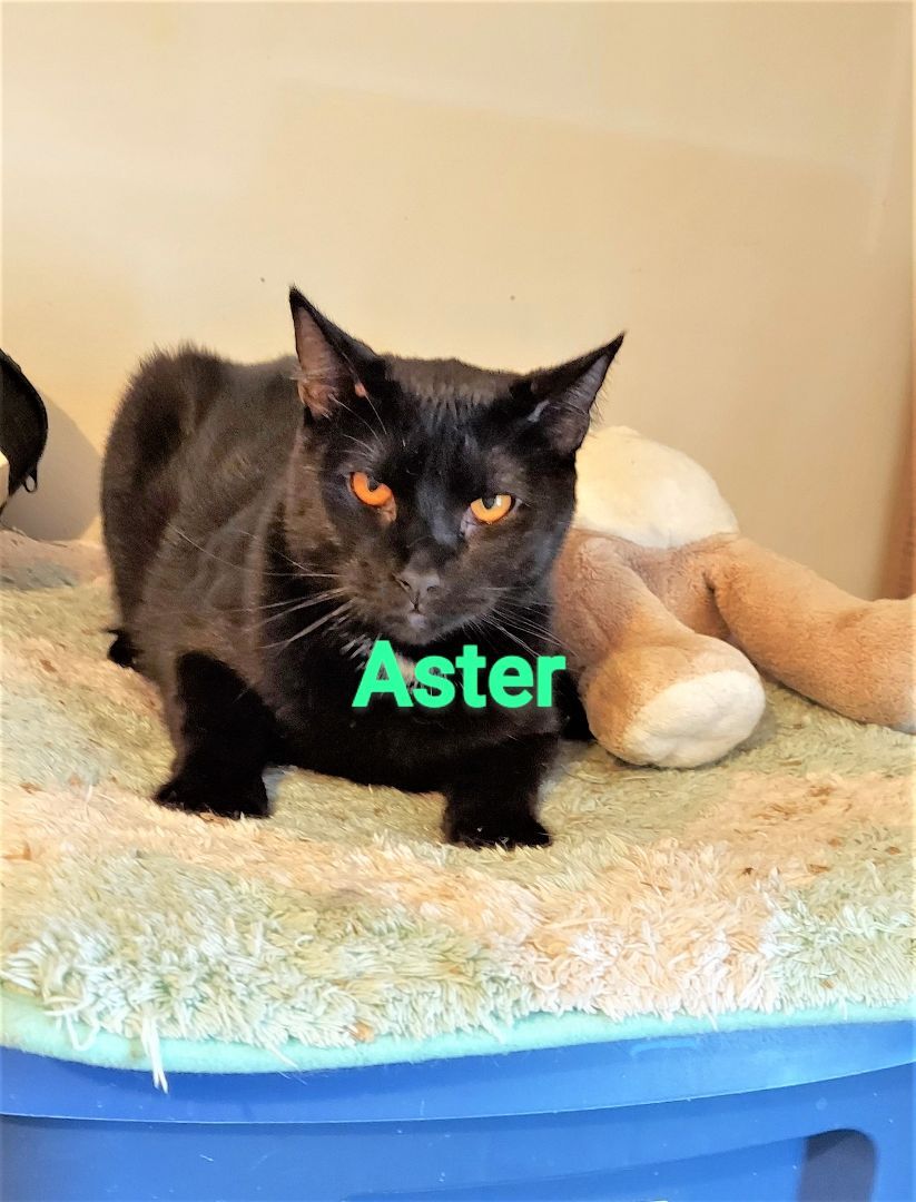 Aster and Dandelion, a Adoptable Domestic Short Hair in Aurora, CO image 3/6