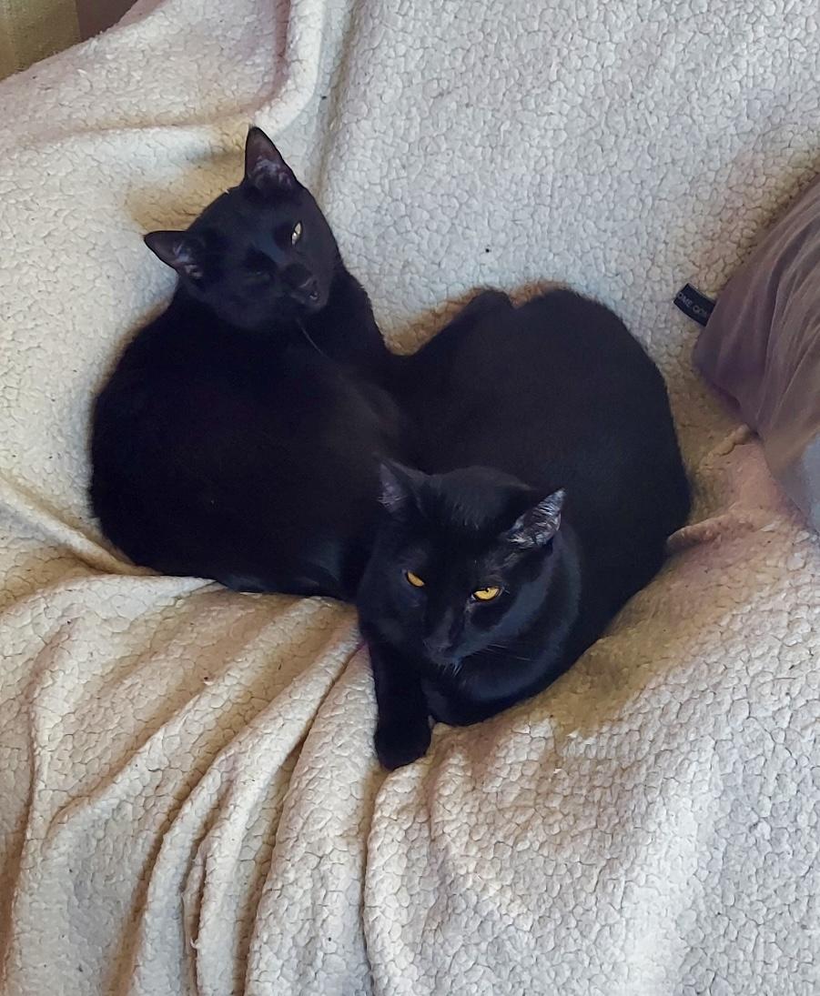 Aster and Dandelion, a Adoptable Domestic Short Hair in Aurora, CO image 4/6