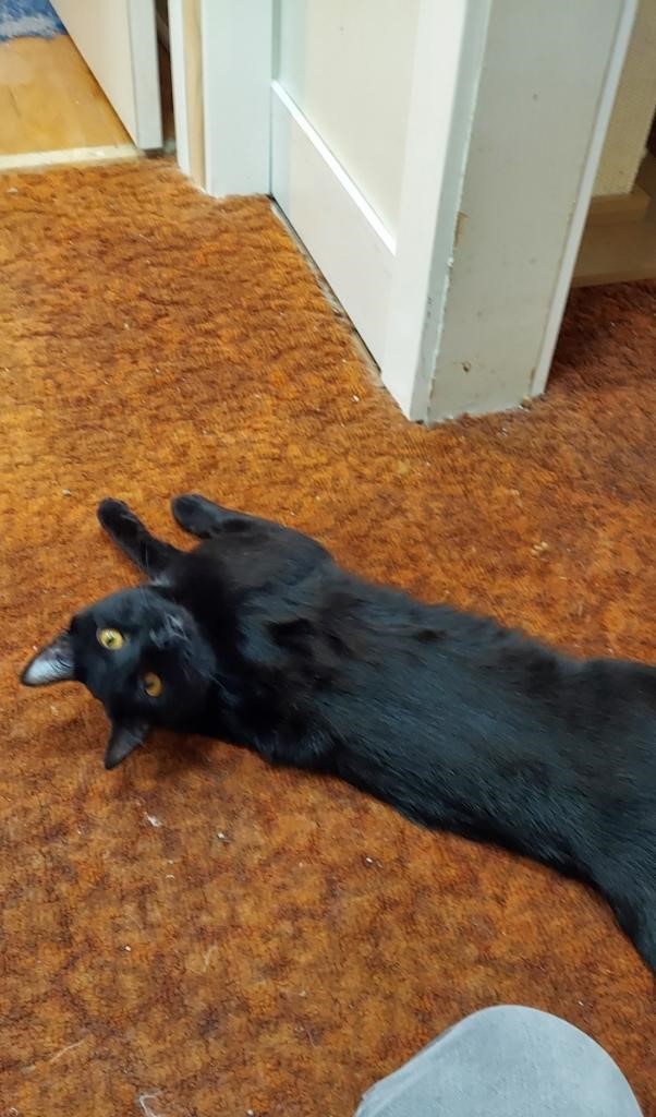 Aster and Dandelion, a Adoptable Domestic Short Hair in Aurora, CO image 5/6