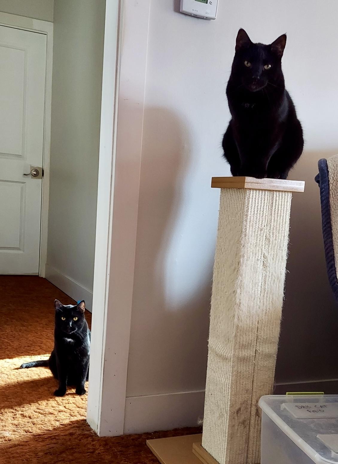 Aster and Dandelion, a Adoptable Domestic Short Hair in Aurora, CO image 6/6