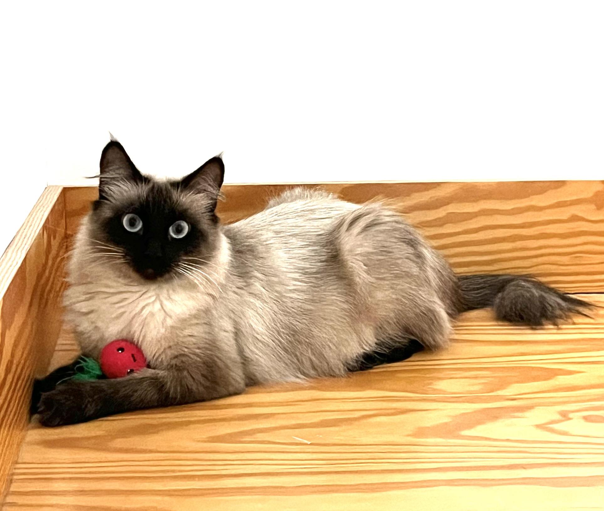 Enlarge Suki, a ADOPTABLE Domestic Medium Hair in Hull, MA image 1/4