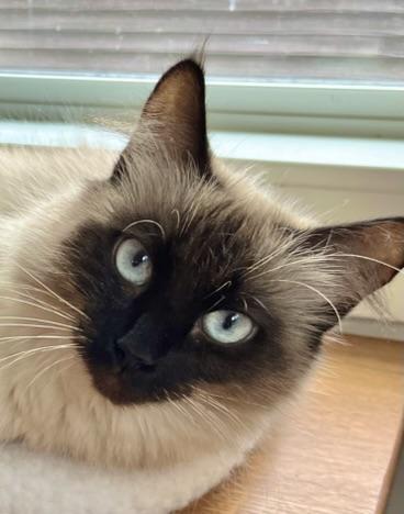 Enlarge Suki, a ADOPTABLE Domestic Medium Hair in Hull, MA image 2/4