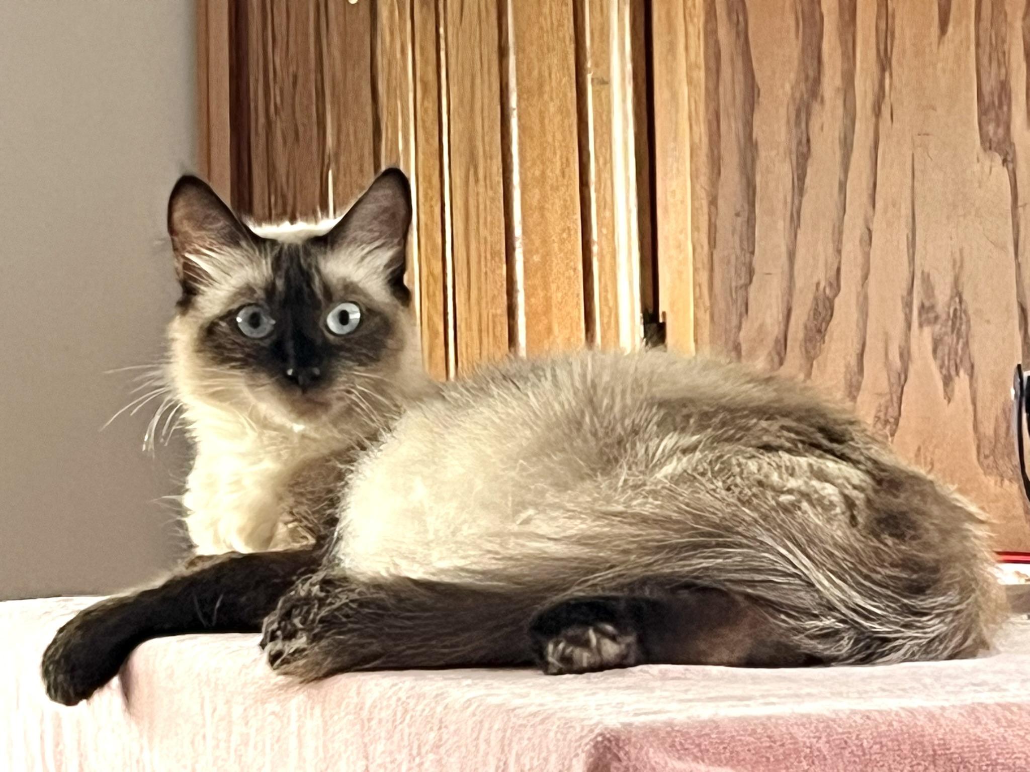 Enlarge Suki, a ADOPTABLE Domestic Medium Hair in Hull, MA image 3/4