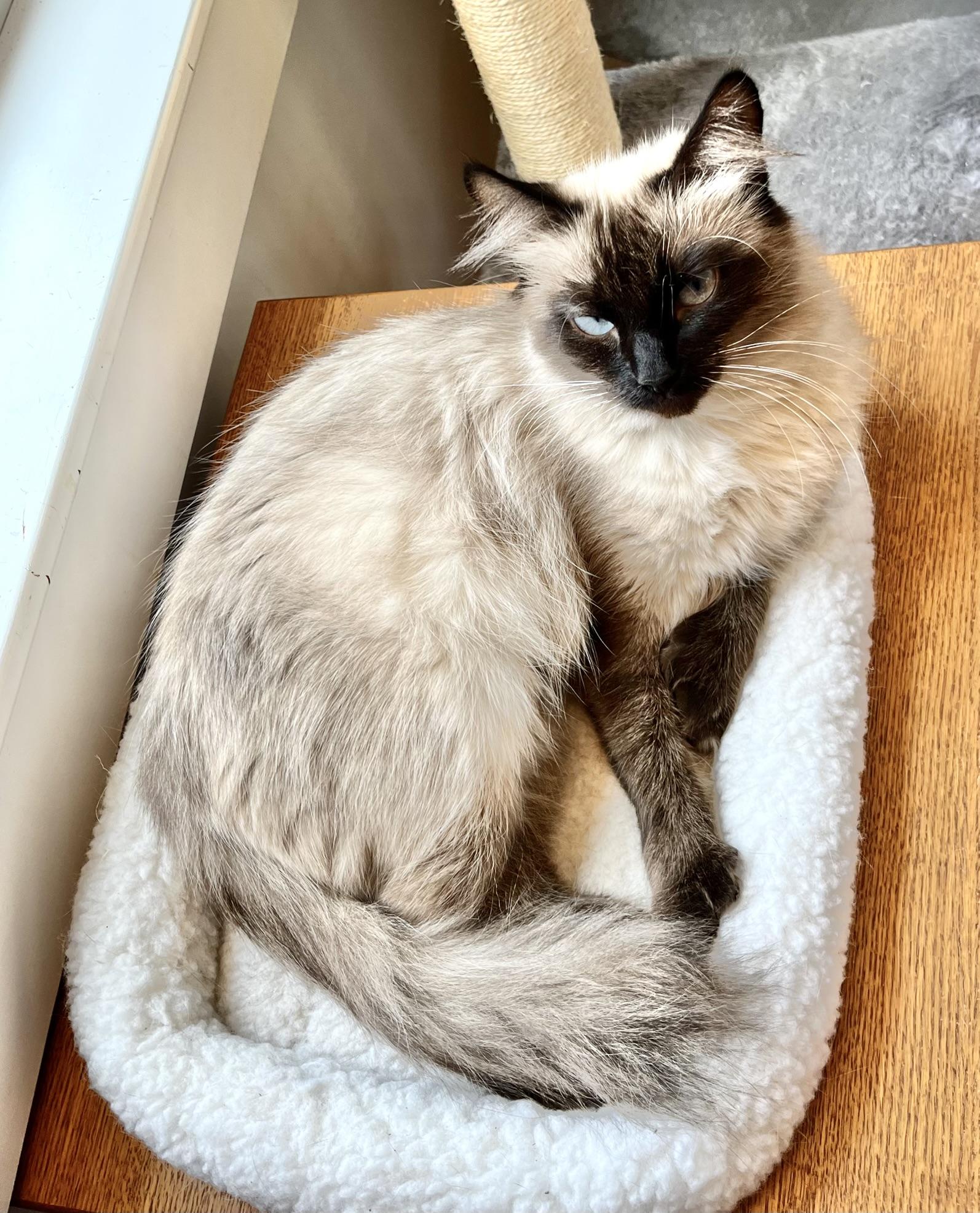 Enlarge Suki, a ADOPTABLE Domestic Medium Hair in Hull, MA image 4/4