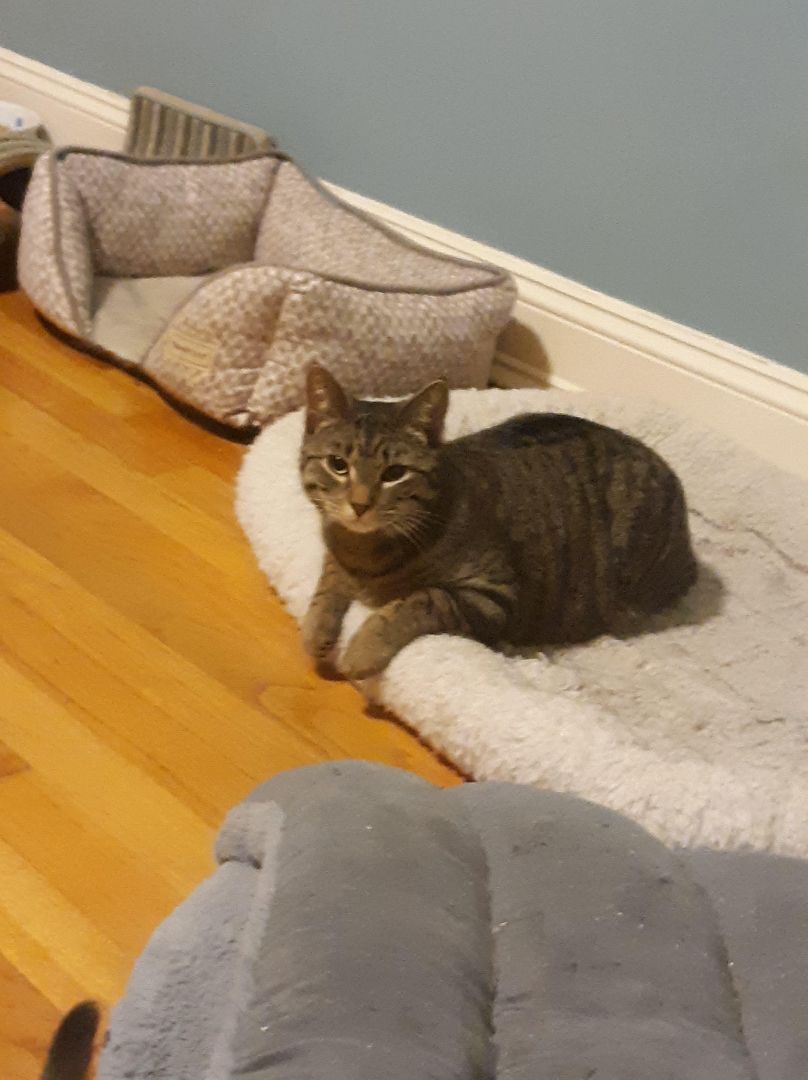 Andy, Adoptable, Adult Male Domestic Short Hair.