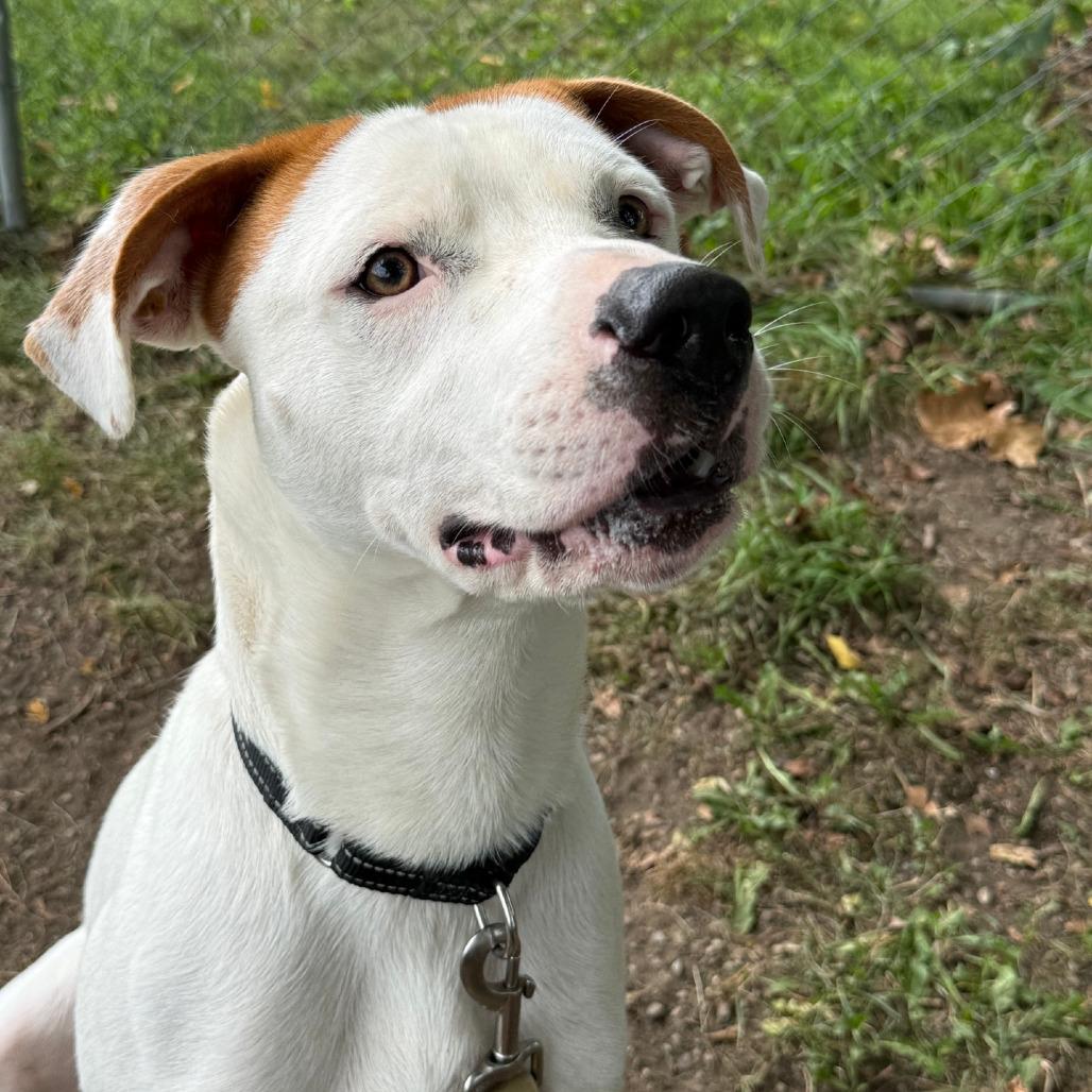 Bow Wow, Adoptable, Adult Male Labrador Retriever & Boxer.