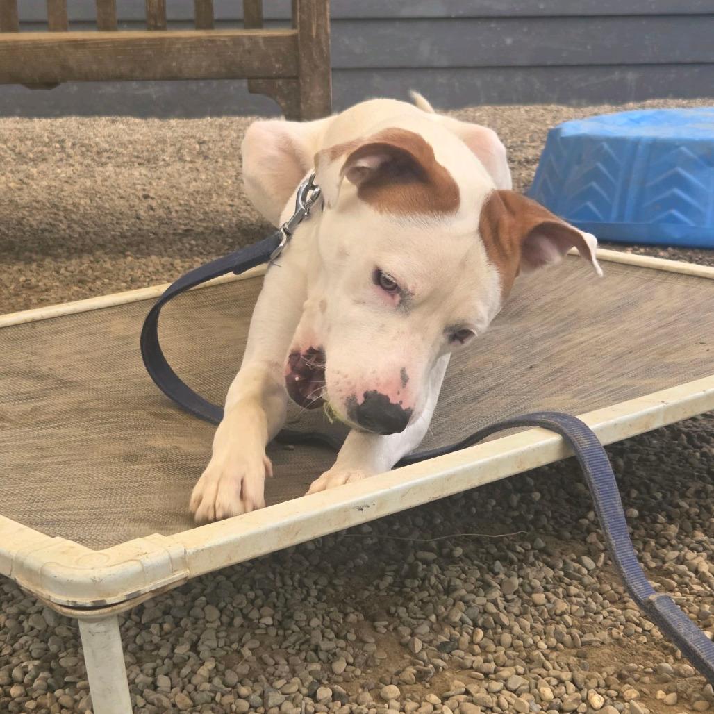 Enlarge Bow Wow, a Adoptable mixed breed in Columbia Station, OH image 2/6