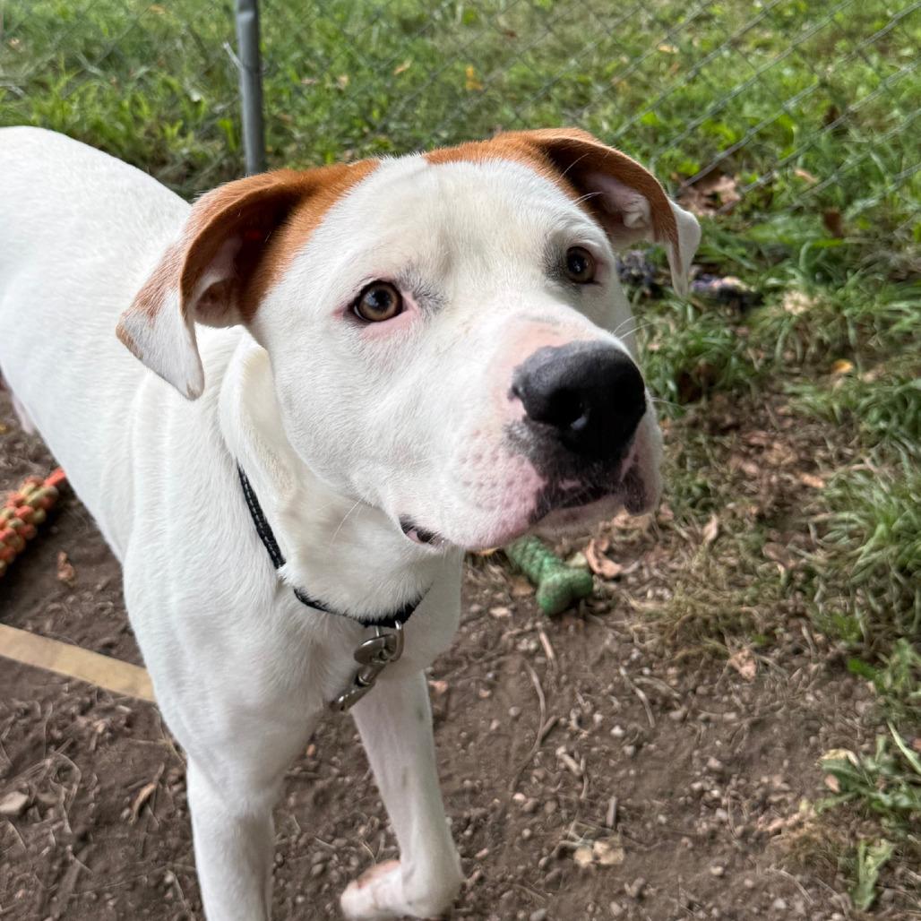 Enlarge Bow Wow, a Adoptable mixed breed in Columbia Station, OH image 3/6