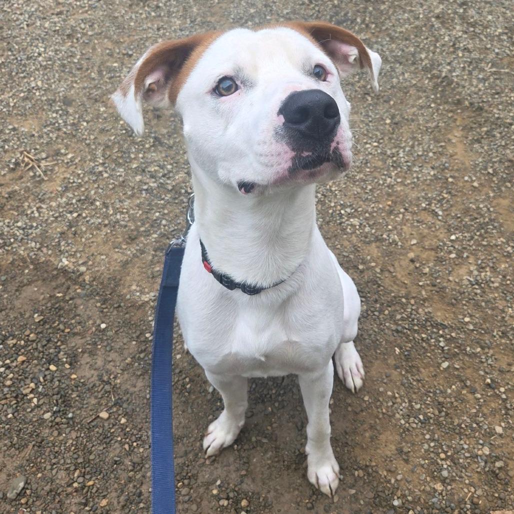 Enlarge Bow Wow, a Adoptable mixed breed in Columbia Station, OH image 4/6