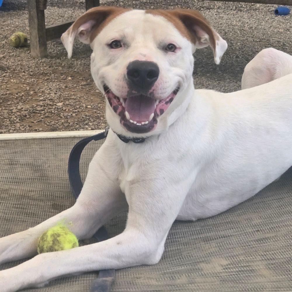 Enlarge Bow Wow, a Adoptable mixed breed in Columbia Station, OH image 5/6