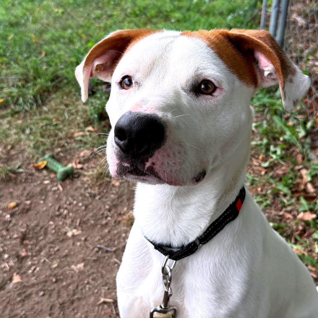 Enlarge Bow Wow, a Adoptable mixed breed in Columbia Station, OH image 6/6