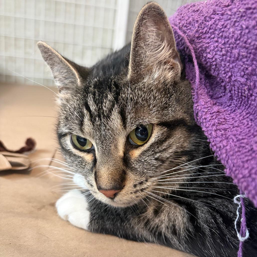 Titus, a Adoptable Domestic Short Hair in Chicago, IL image 1/2