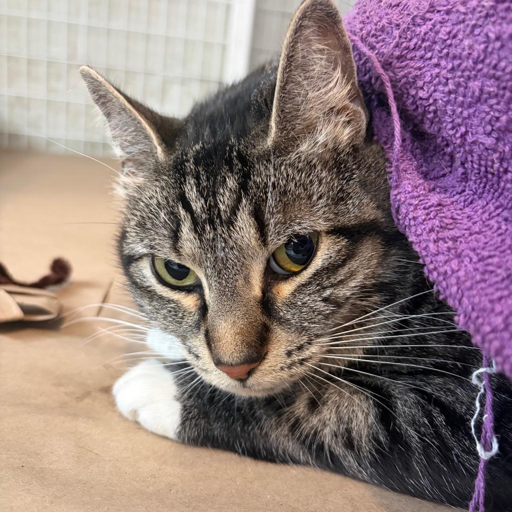 Titus, a Adoptable Domestic Short Hair in Chicago, IL image 2/2