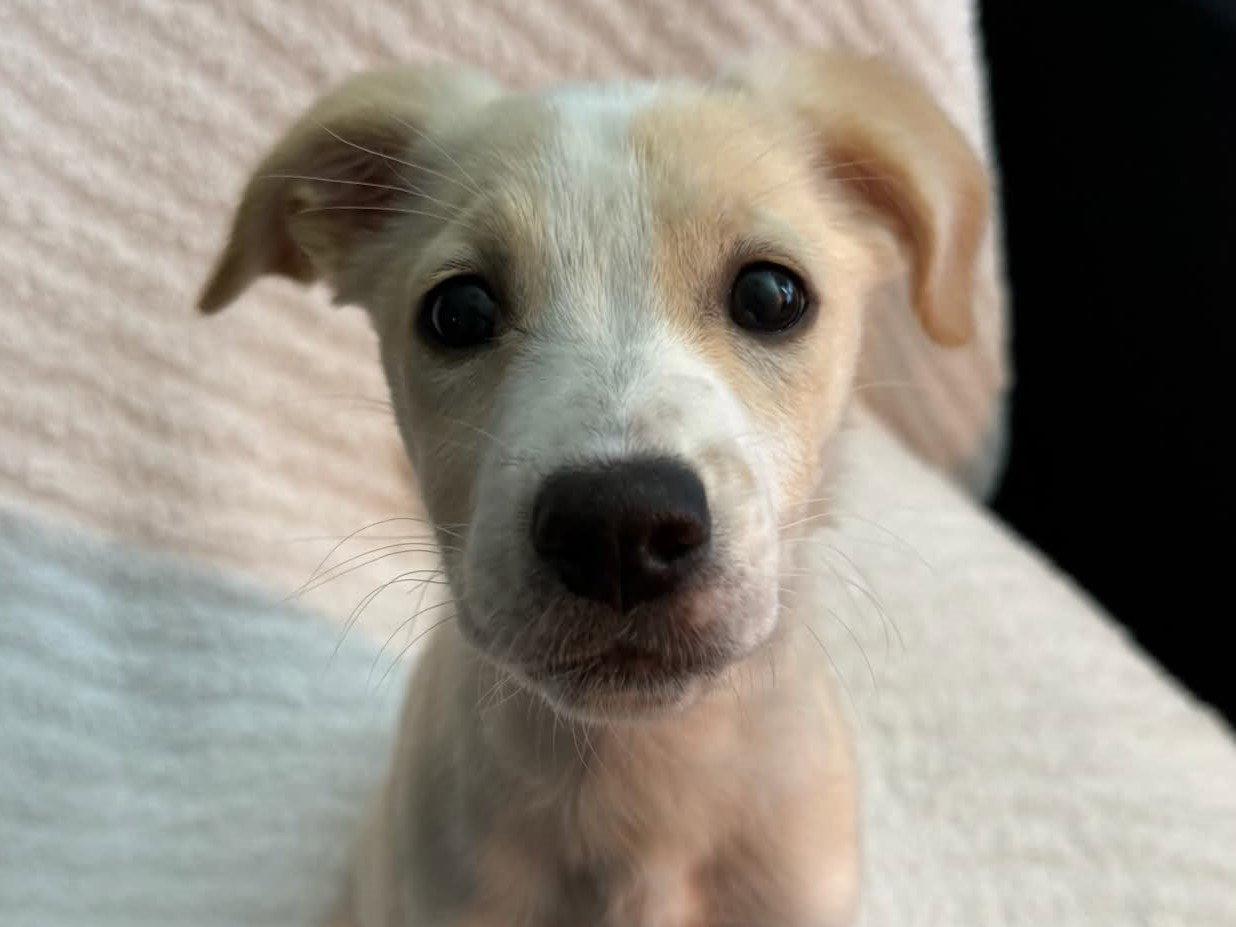 Enlarge Biscuit - MEET ME @ PETCO 10/3!, a Adoptable mixed breed in Cookeville, TN image 1/3