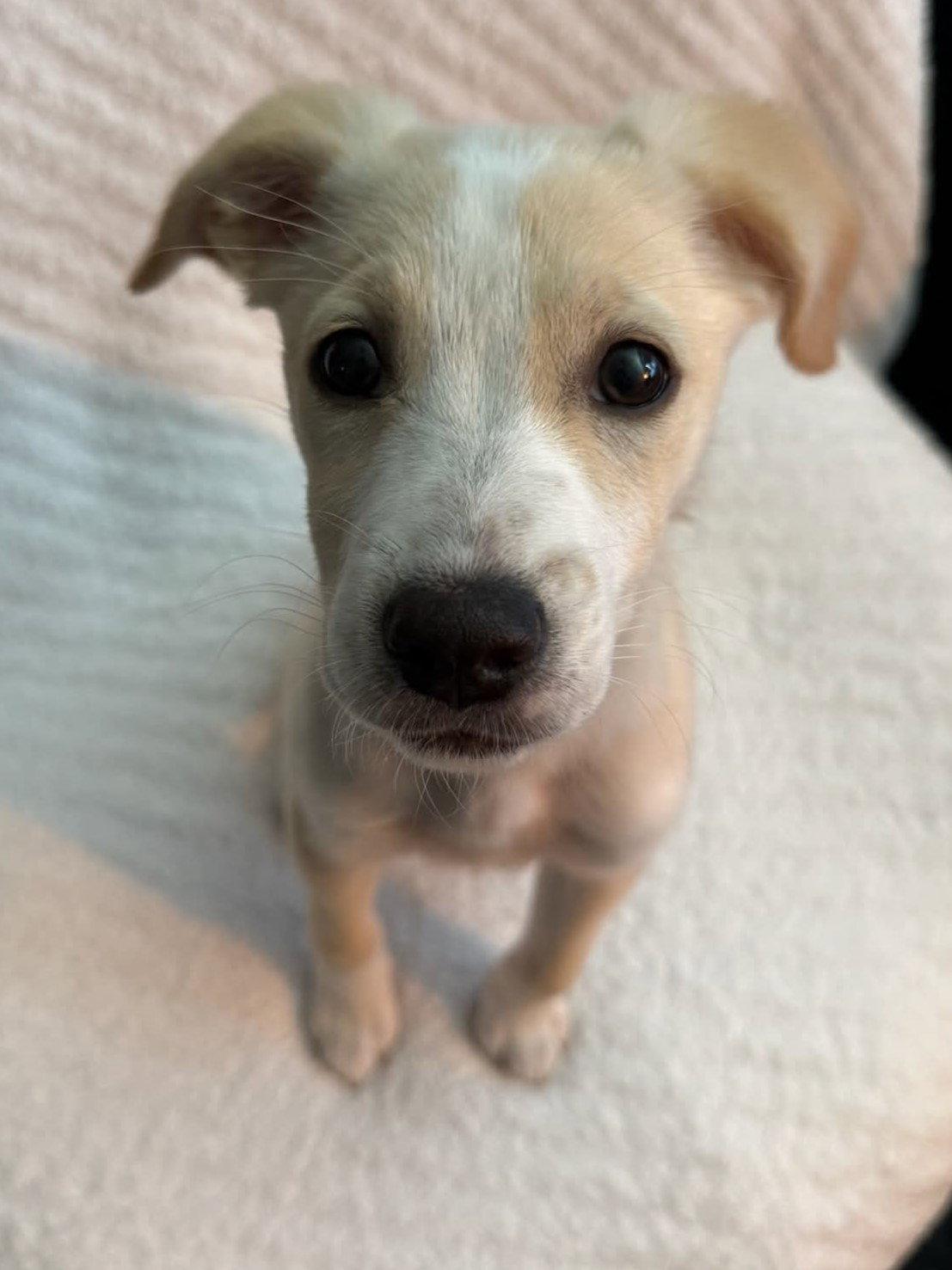 Enlarge Biscuit - MEET ME @ PETCO 10/3!, a Adoptable mixed breed in Cookeville, TN image 2/3
