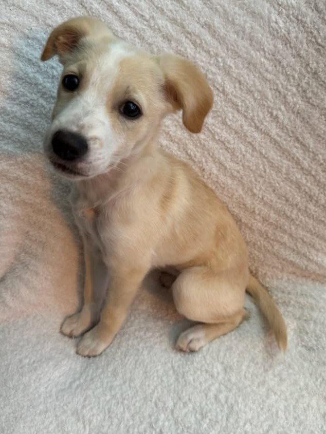 Enlarge Biscuit - MEET ME @ PETCO 10/3!, a Adoptable mixed breed in Cookeville, TN image 3/3