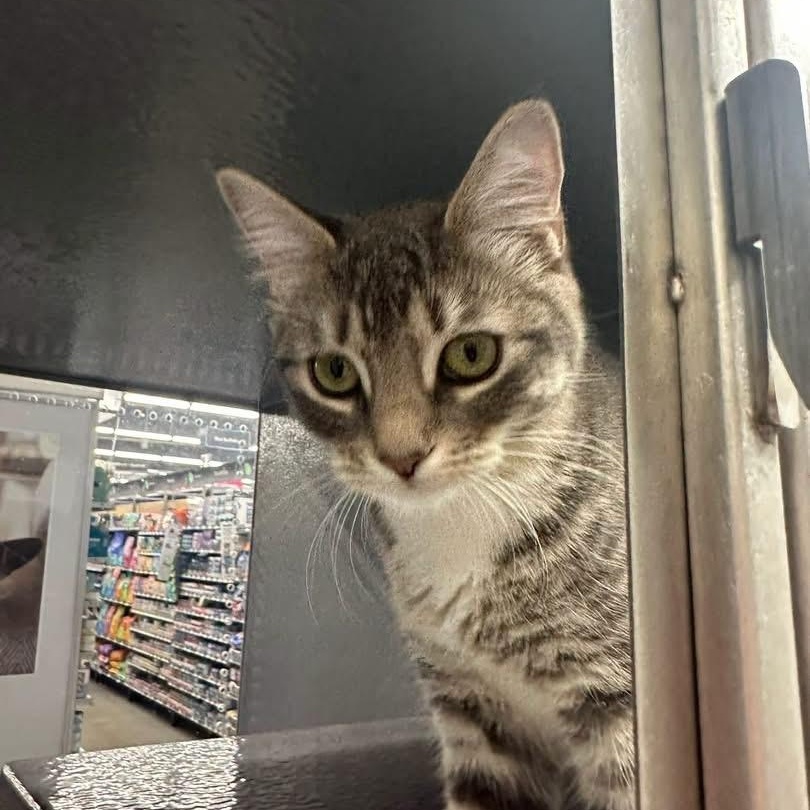 Enlarge Rudy & Ruby (bonded pair), an adopted Domestic Short Hair in Bourne, MA image 5/6