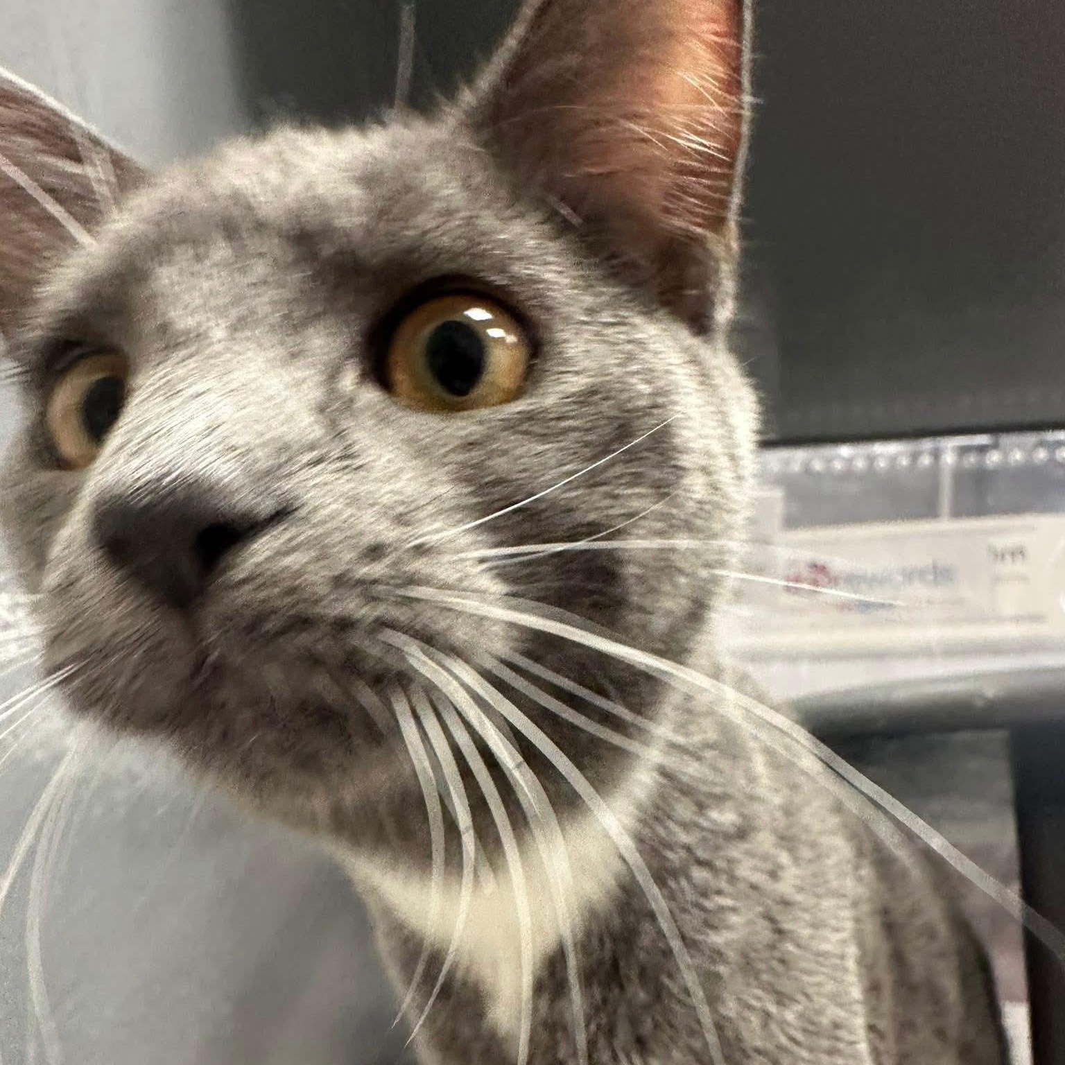 Enlarge Rudy & Ruby (bonded pair), an adopted Domestic Short Hair in Bourne, MA image 4/6