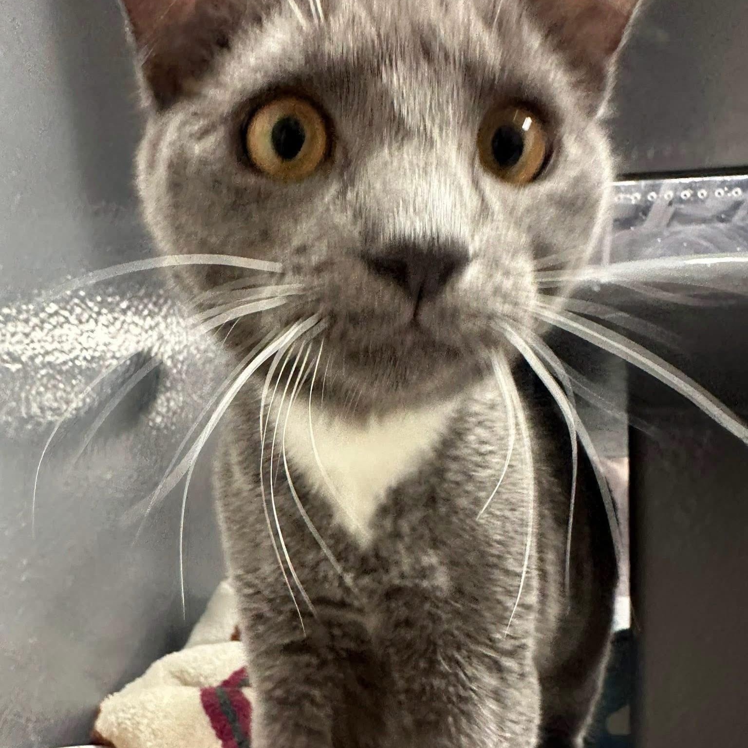 Enlarge Rudy & Ruby (bonded pair), an adopted Domestic Short Hair in Bourne, MA image 3/6