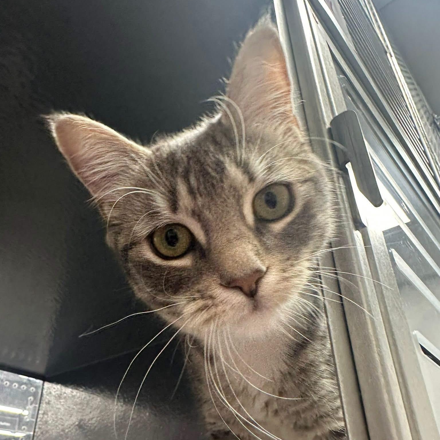 Enlarge Rudy & Ruby (bonded pair), an adopted Domestic Short Hair in Bourne, MA image 6/6