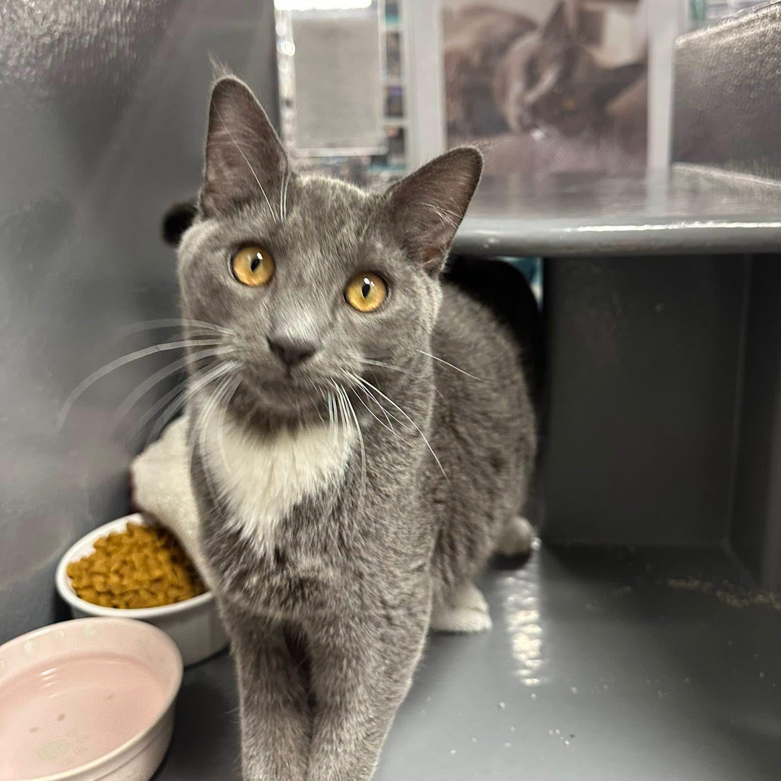 Enlarge Rudy & Ruby (bonded pair), an adopted Domestic Short Hair in Bourne, MA image 1/6