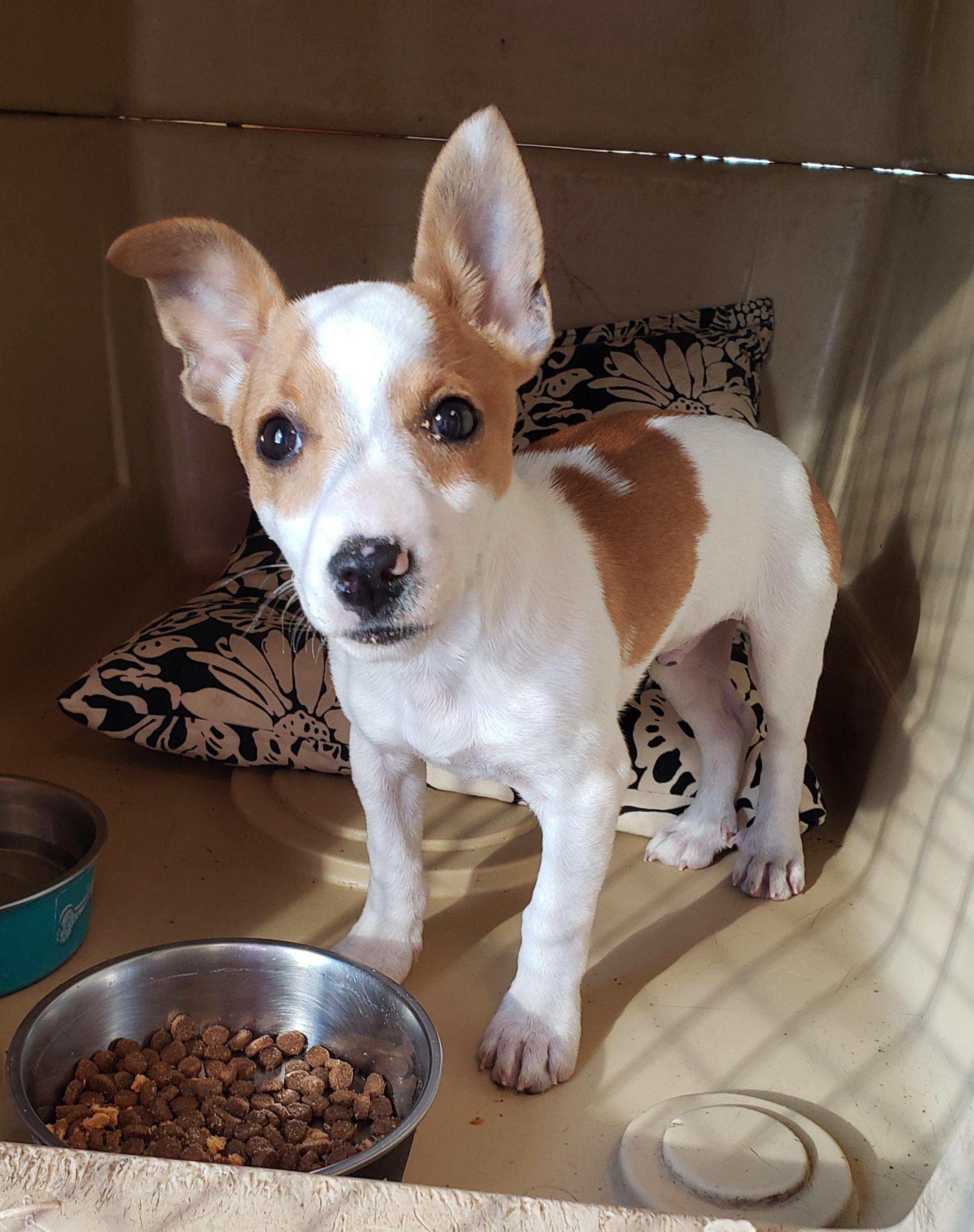 Enlarge Vito, a ADOPTABLE Jack Russell Terrier in Middlebury, IN image 1/1