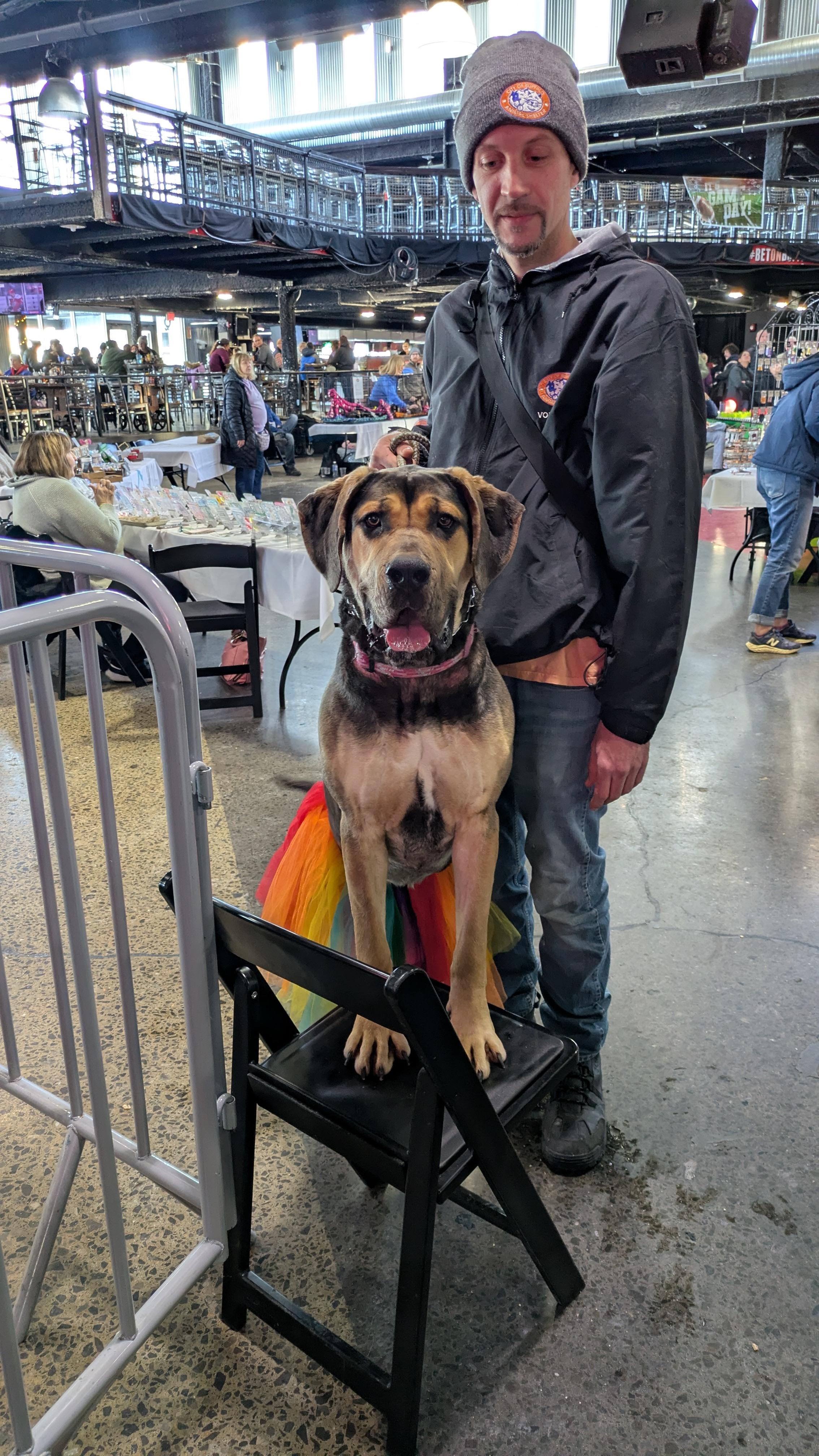 Enlarge Louise, an adopted Mastiff in Buffalo, NY image 6/6