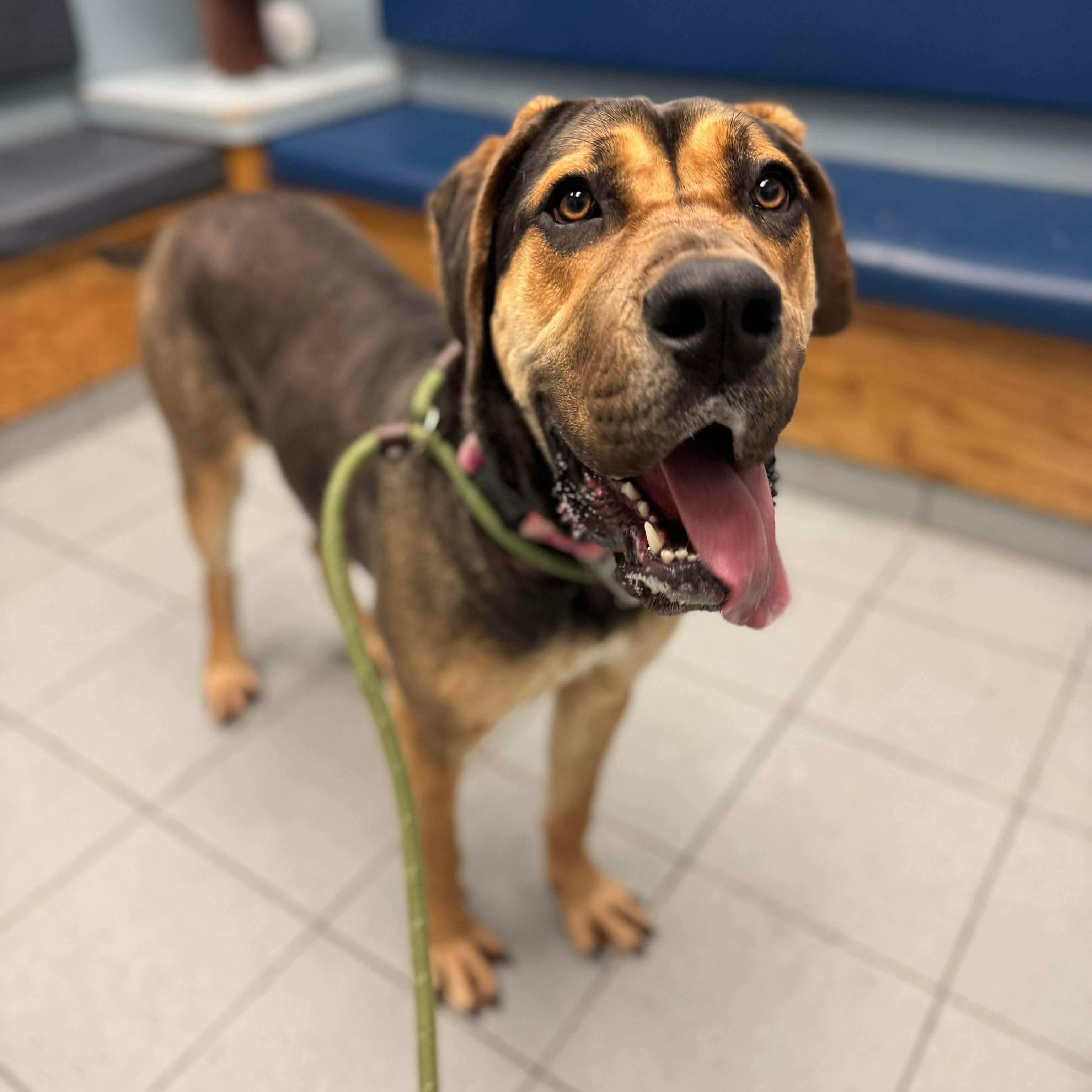 Enlarge Louise, an adopted Mastiff in Buffalo, NY image 5/6
