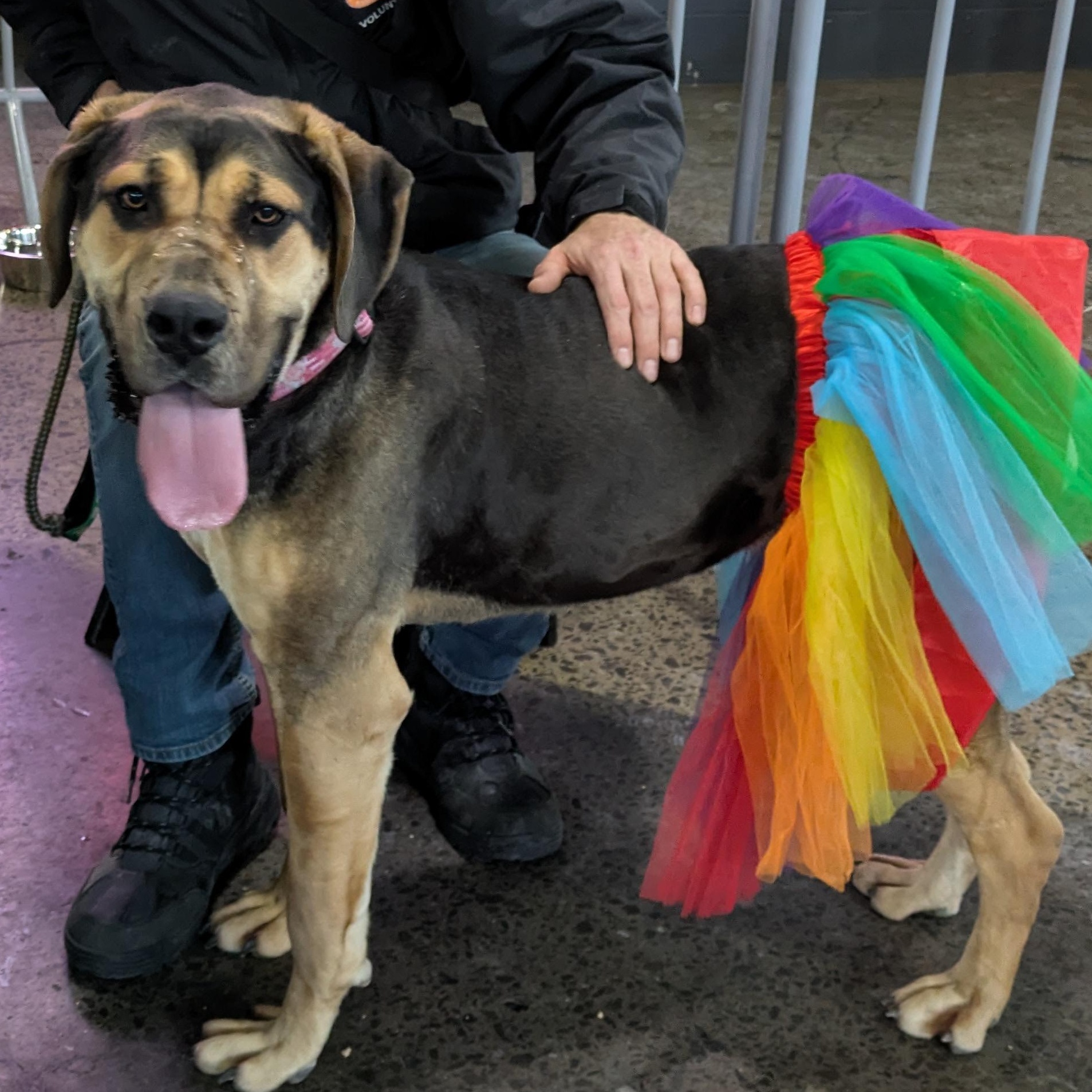 Enlarge Louise, an adopted Mastiff in Buffalo, NY image 1/6