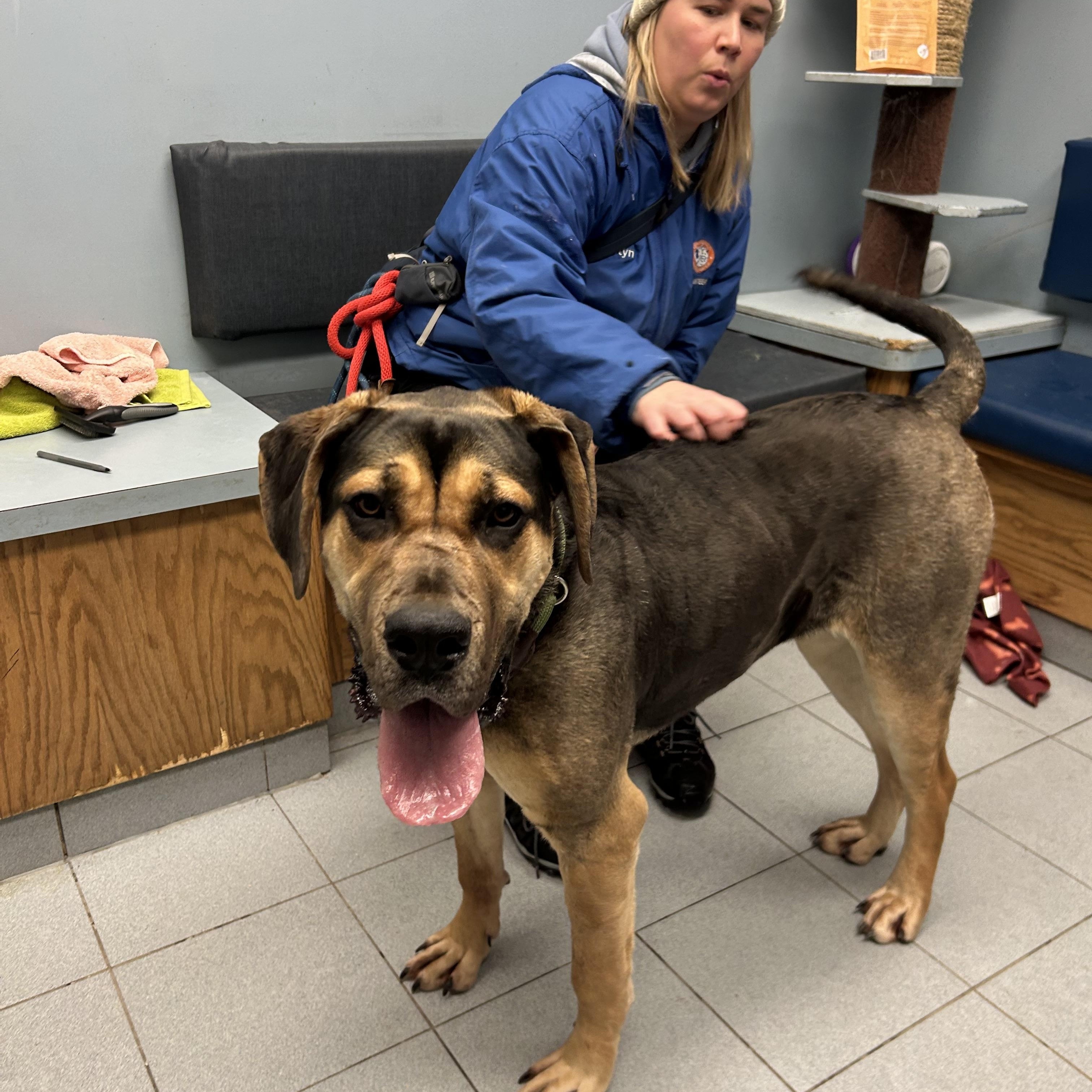 Enlarge Louise, an adopted Mastiff in Buffalo, NY image 3/6